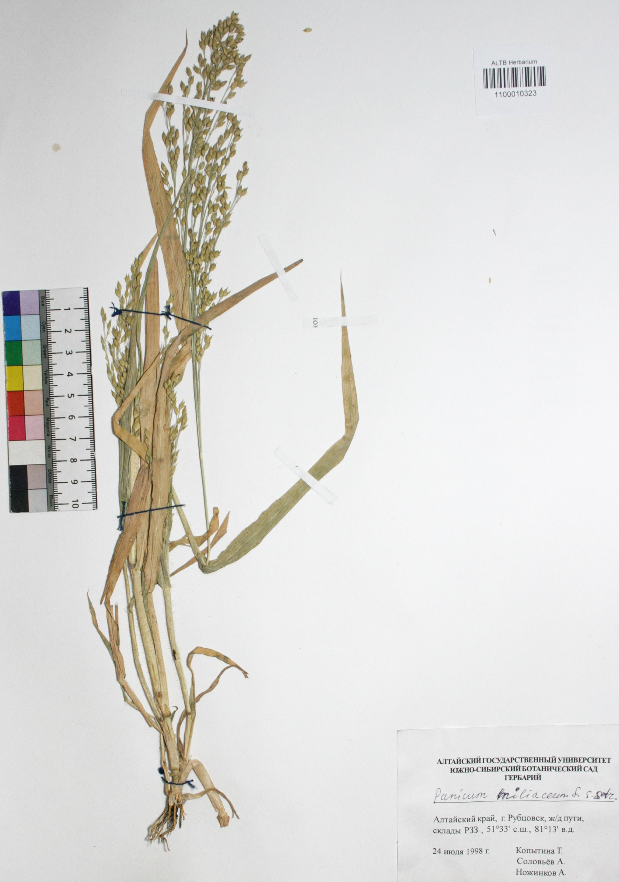 Panicum miliaceum L.