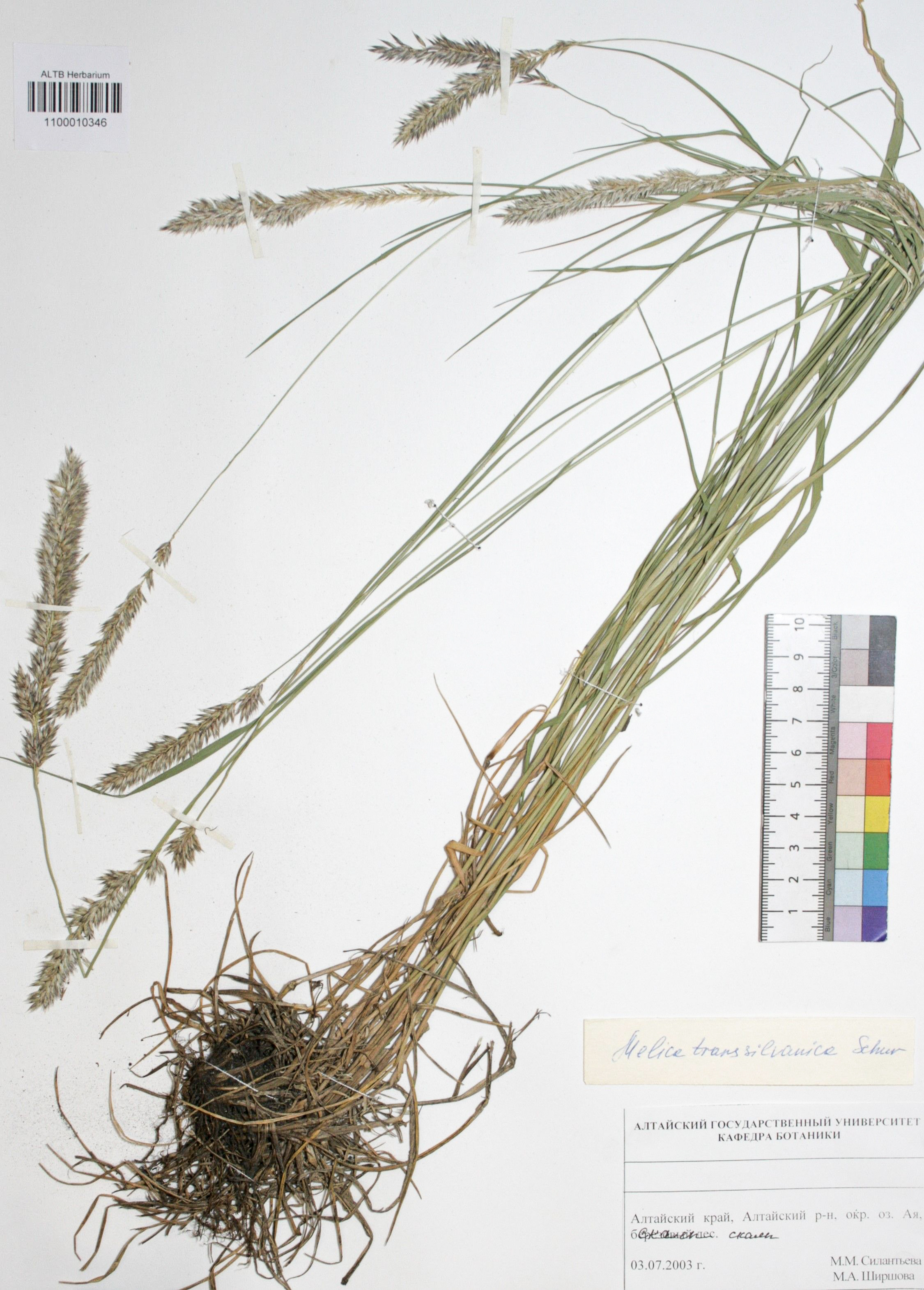 Melica transsilvanica Schur