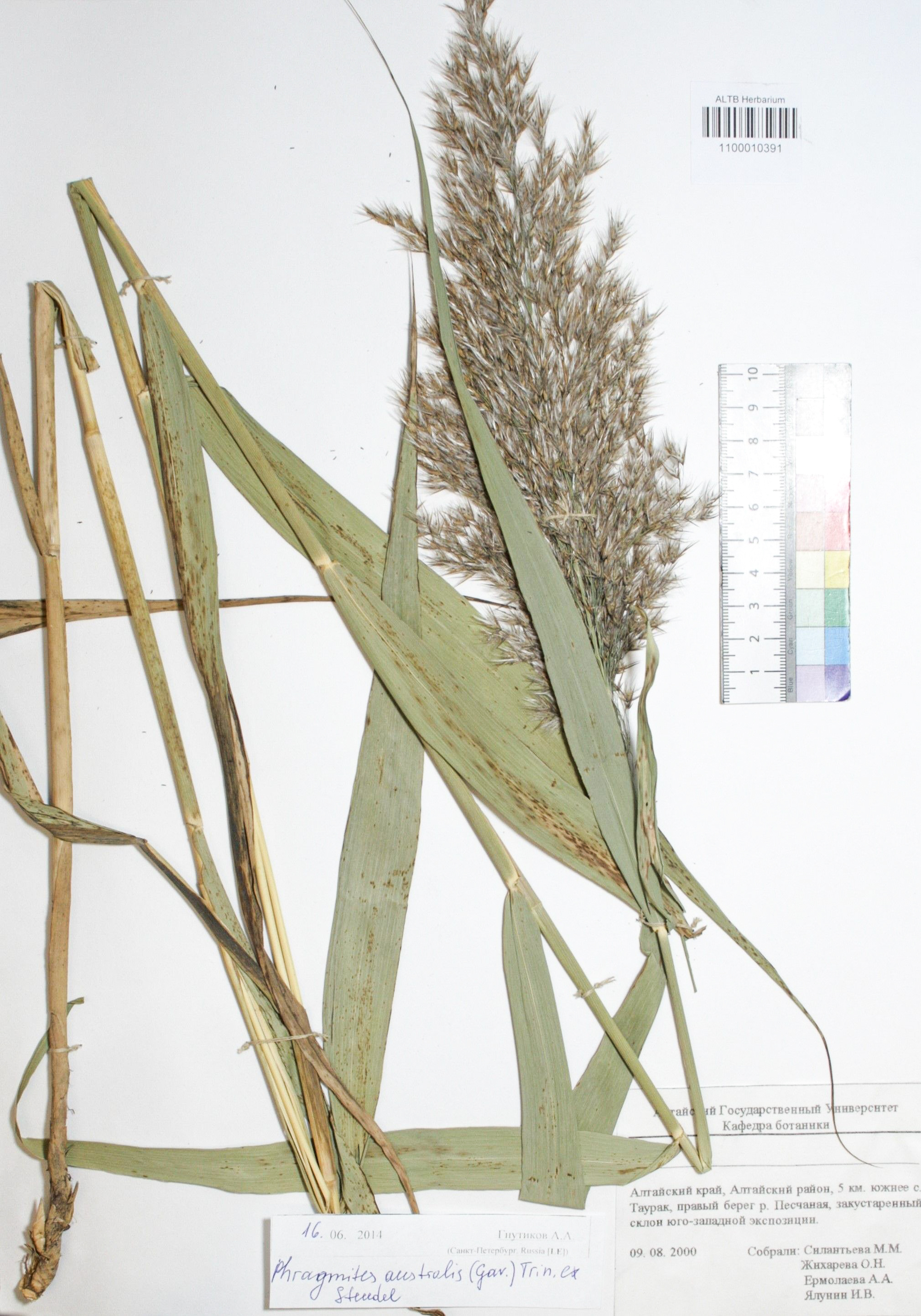 Phragmites australis (Cav.) Trin. ex Steud. 