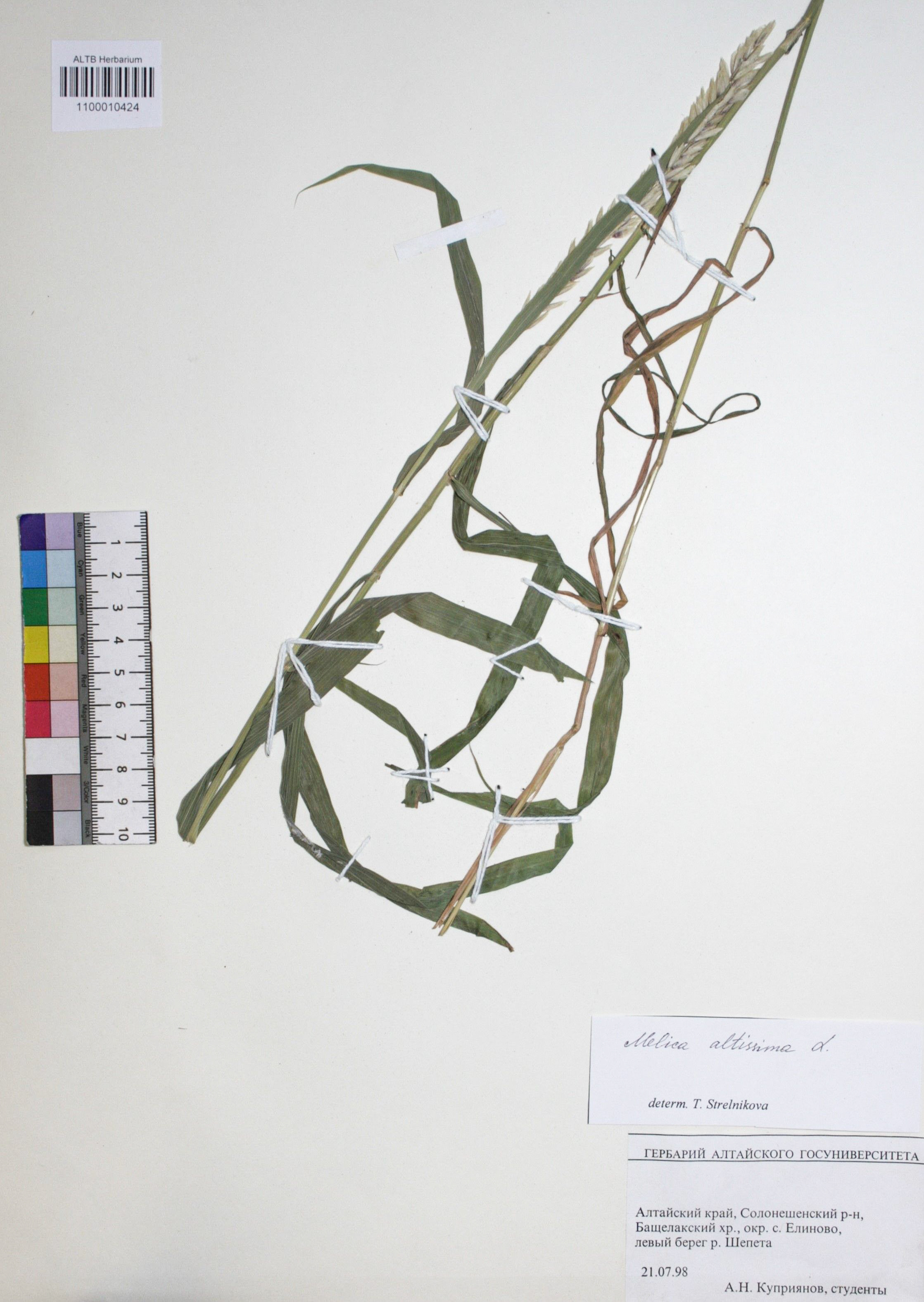Melica altissima L.
