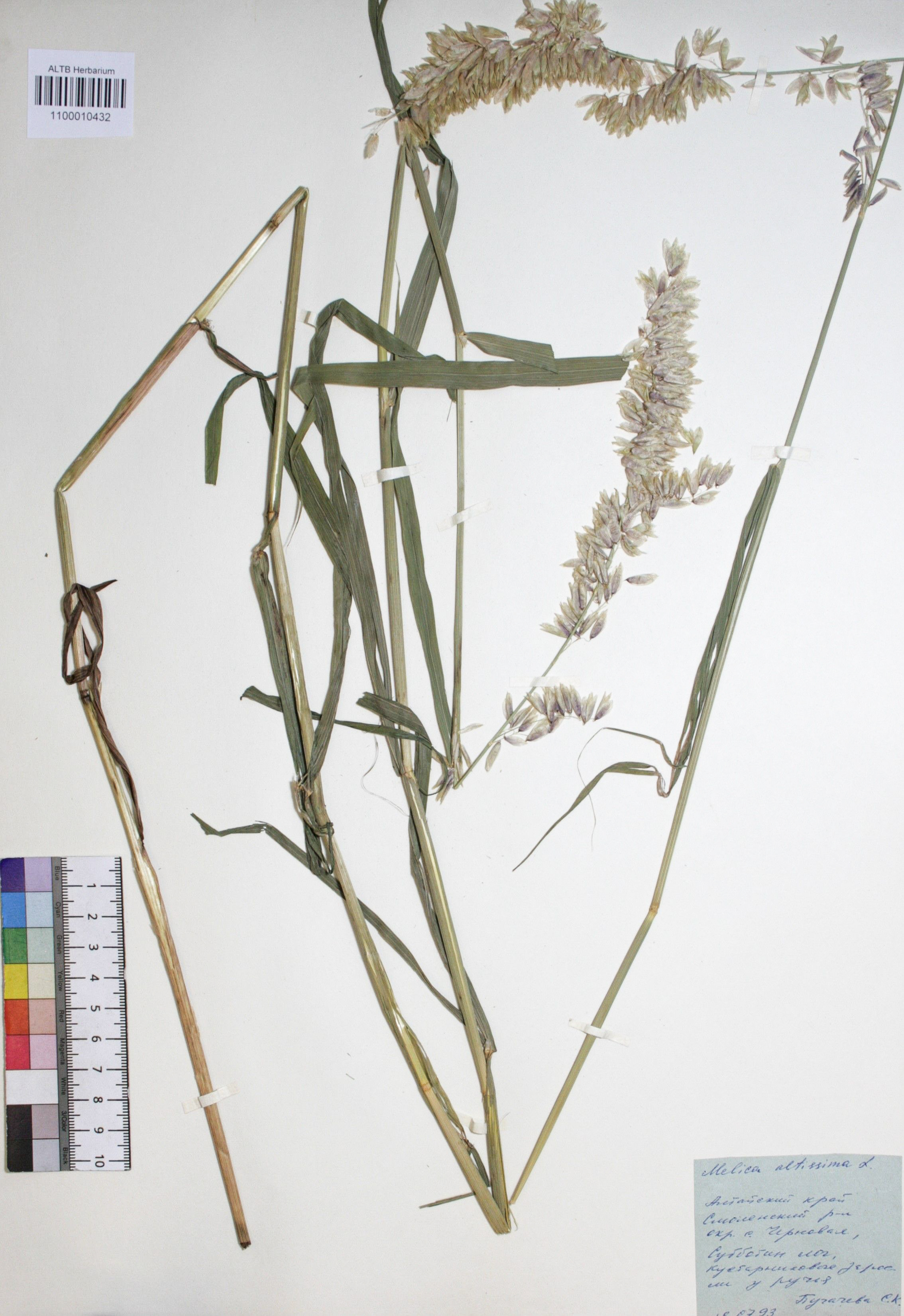 Melica altissima L.