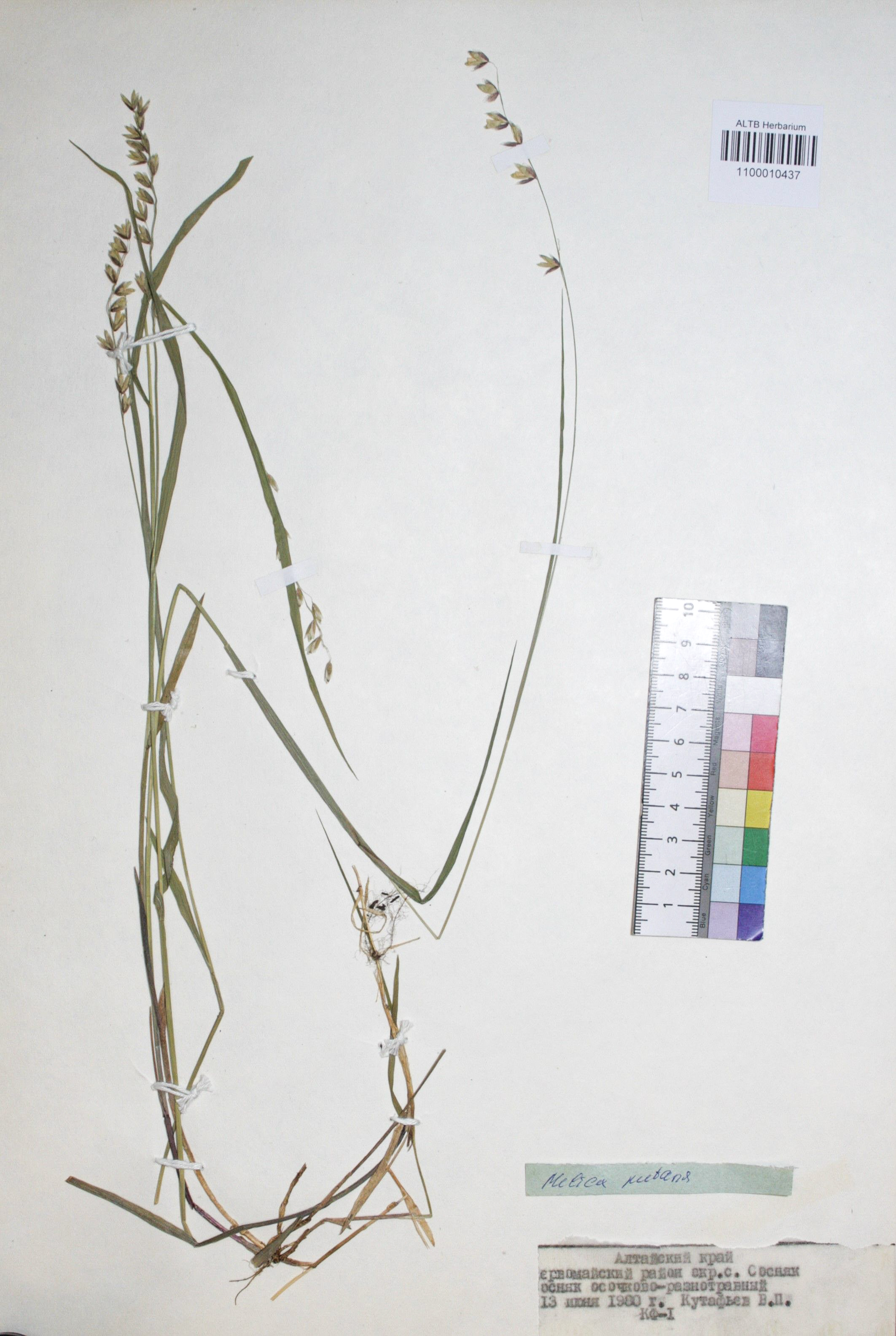 Melica nutans L.