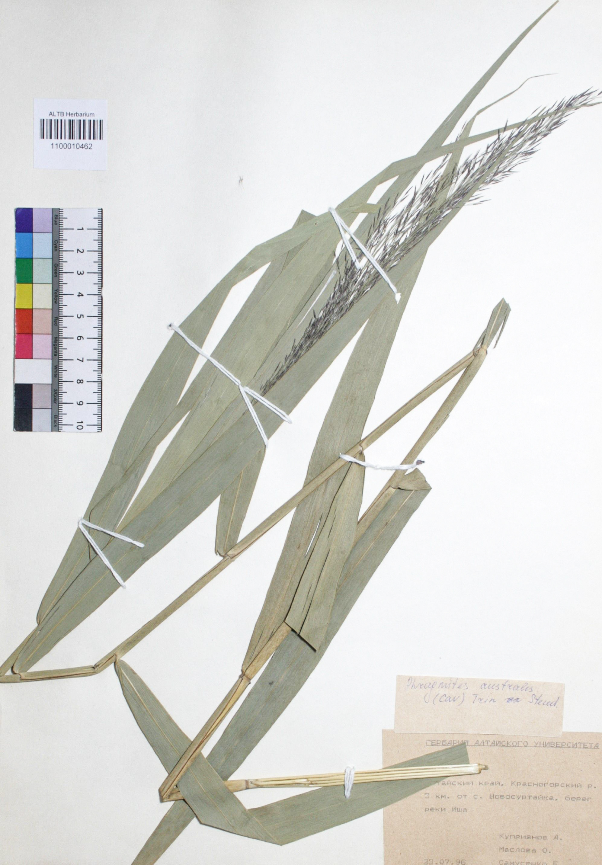 Phragmites australis (Cav.) Trin. ex Steud. 