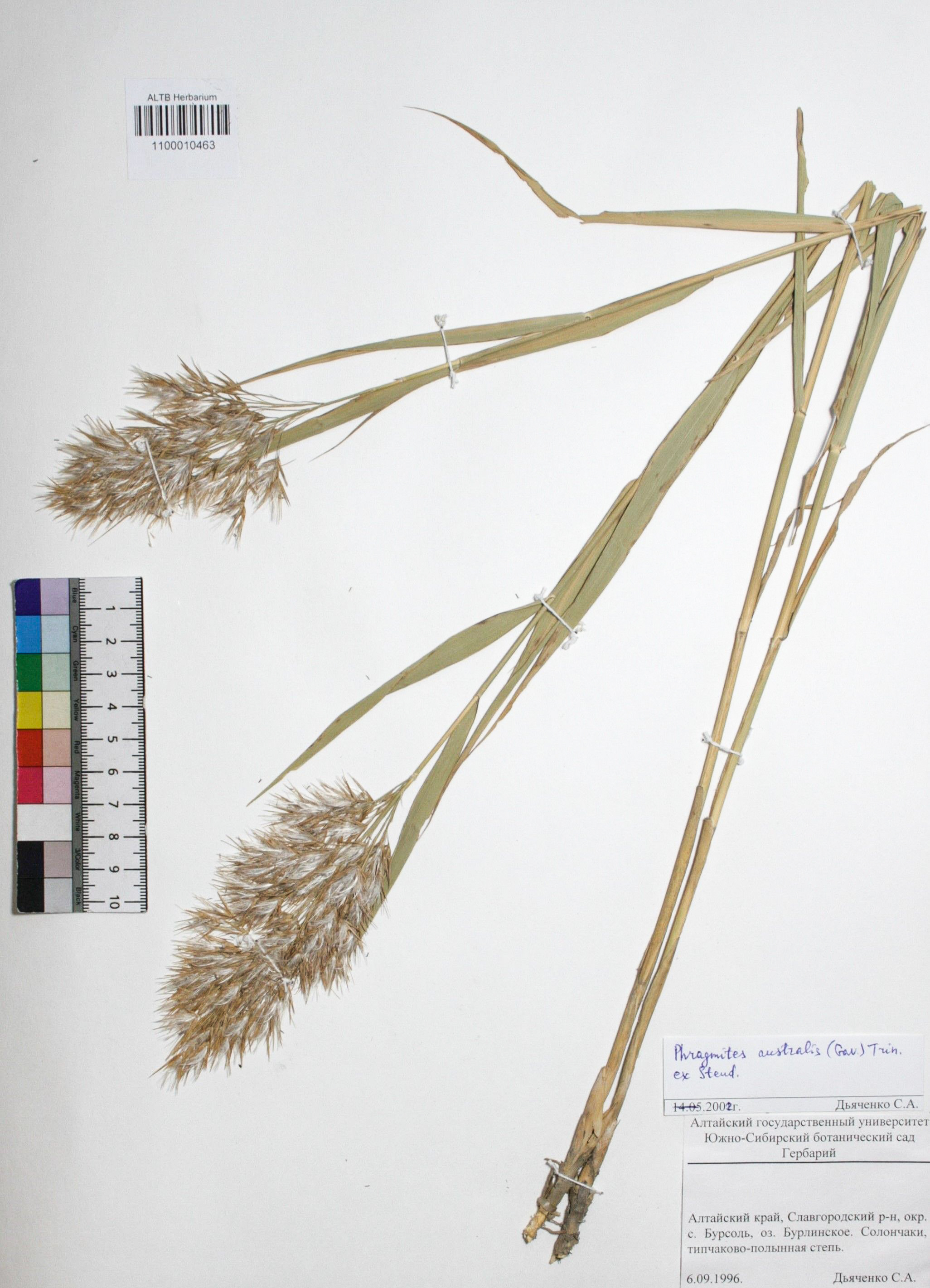 Phragmites australis (Cav.) Trin. ex Steud. 