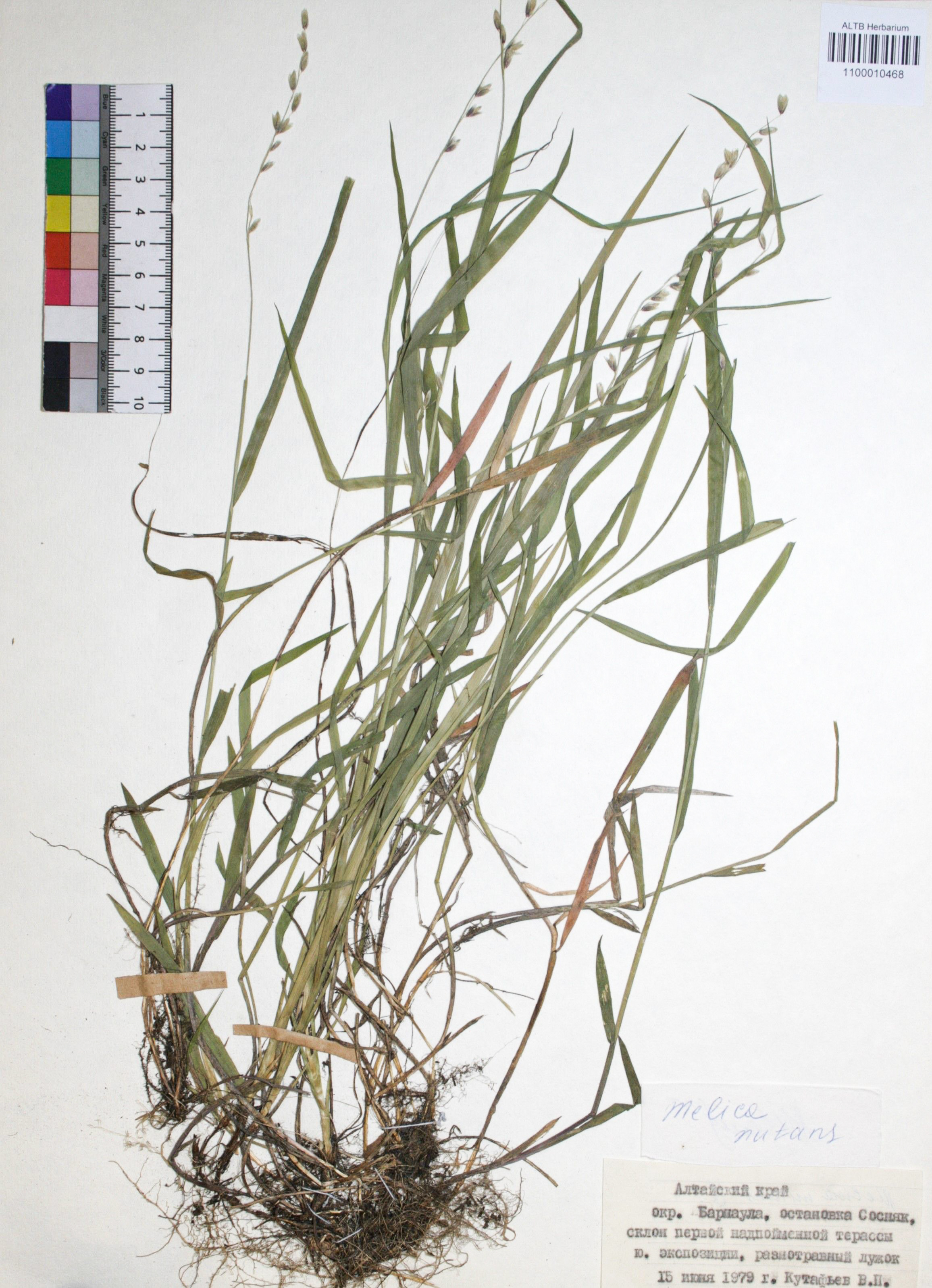 Melica nutans L.