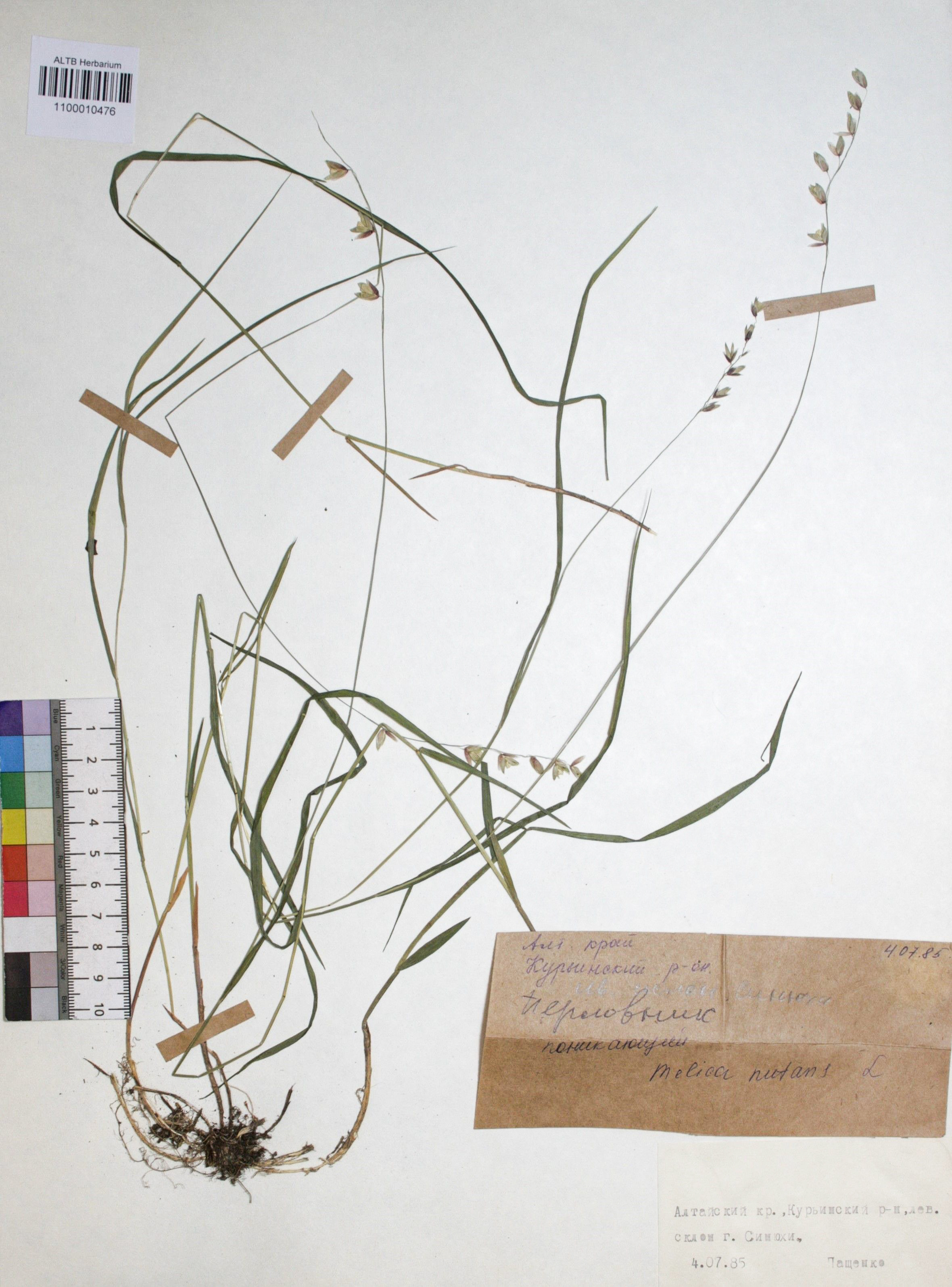 Melica nutans L.