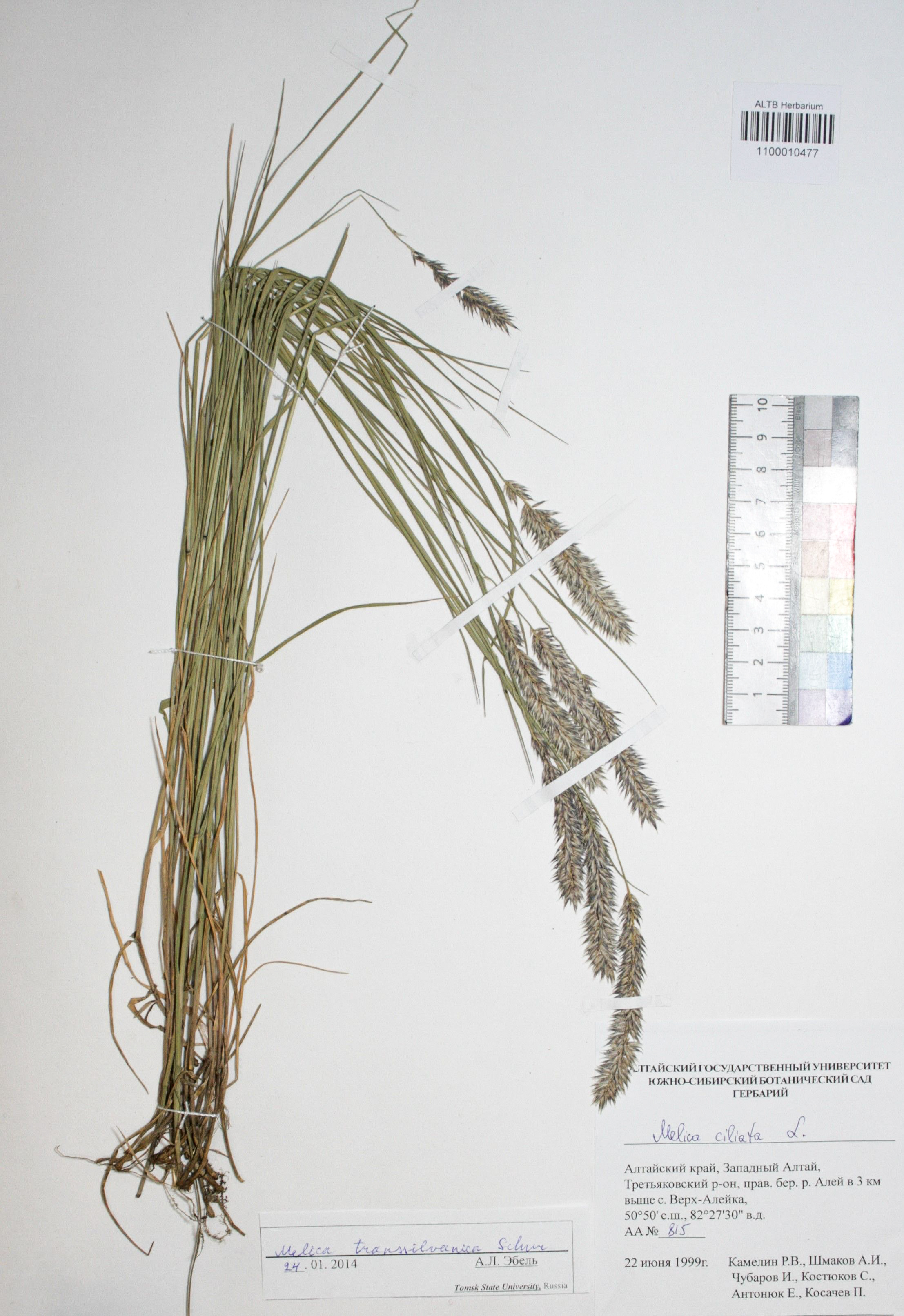 Melica transsilvanica Schur