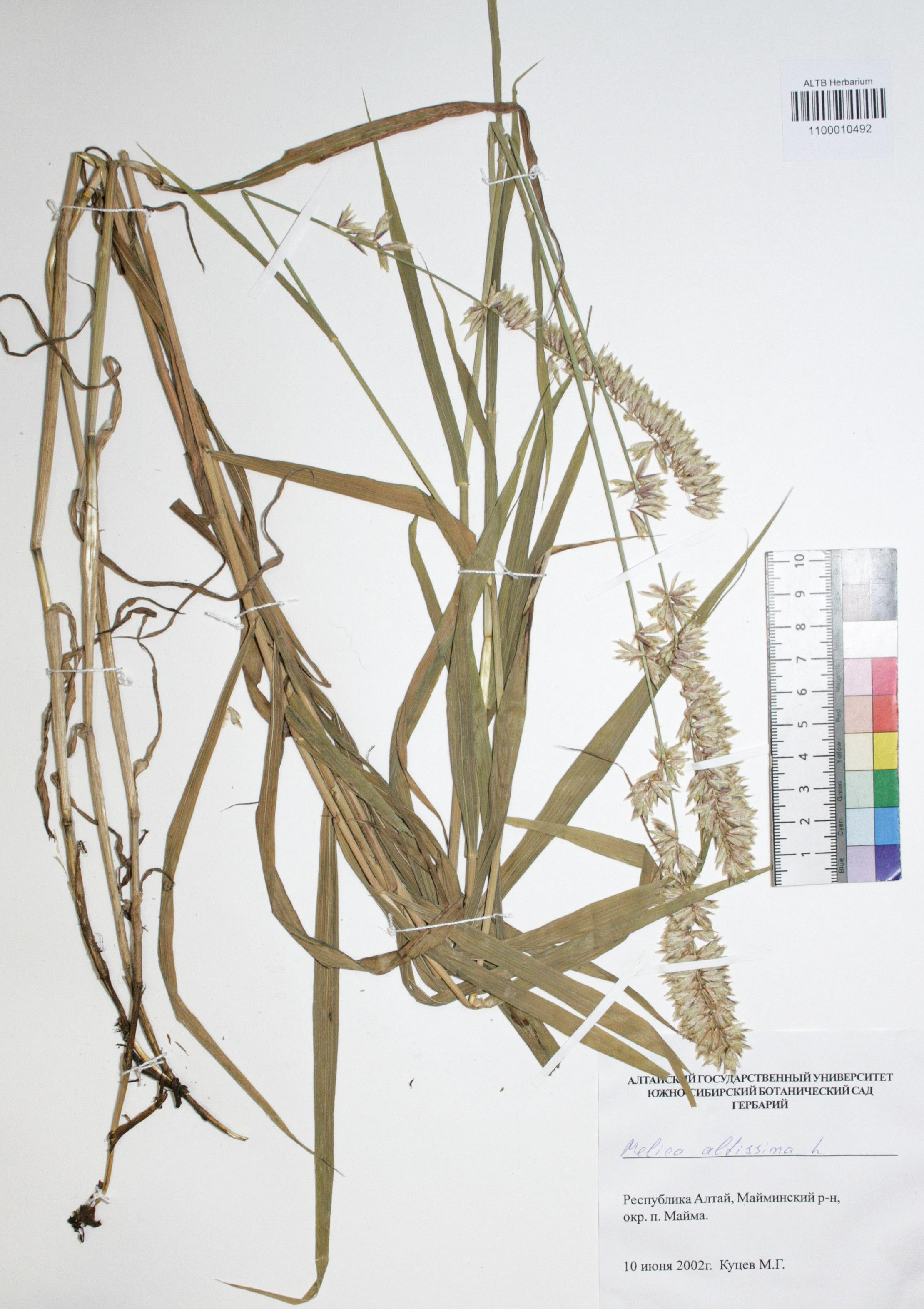 Melica altissima L.