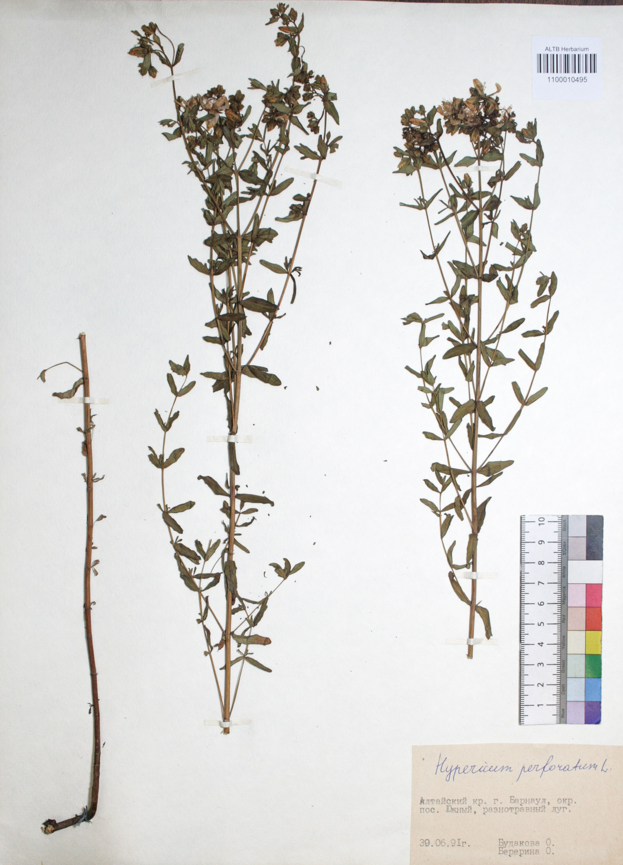 Hypericum perforatum L.