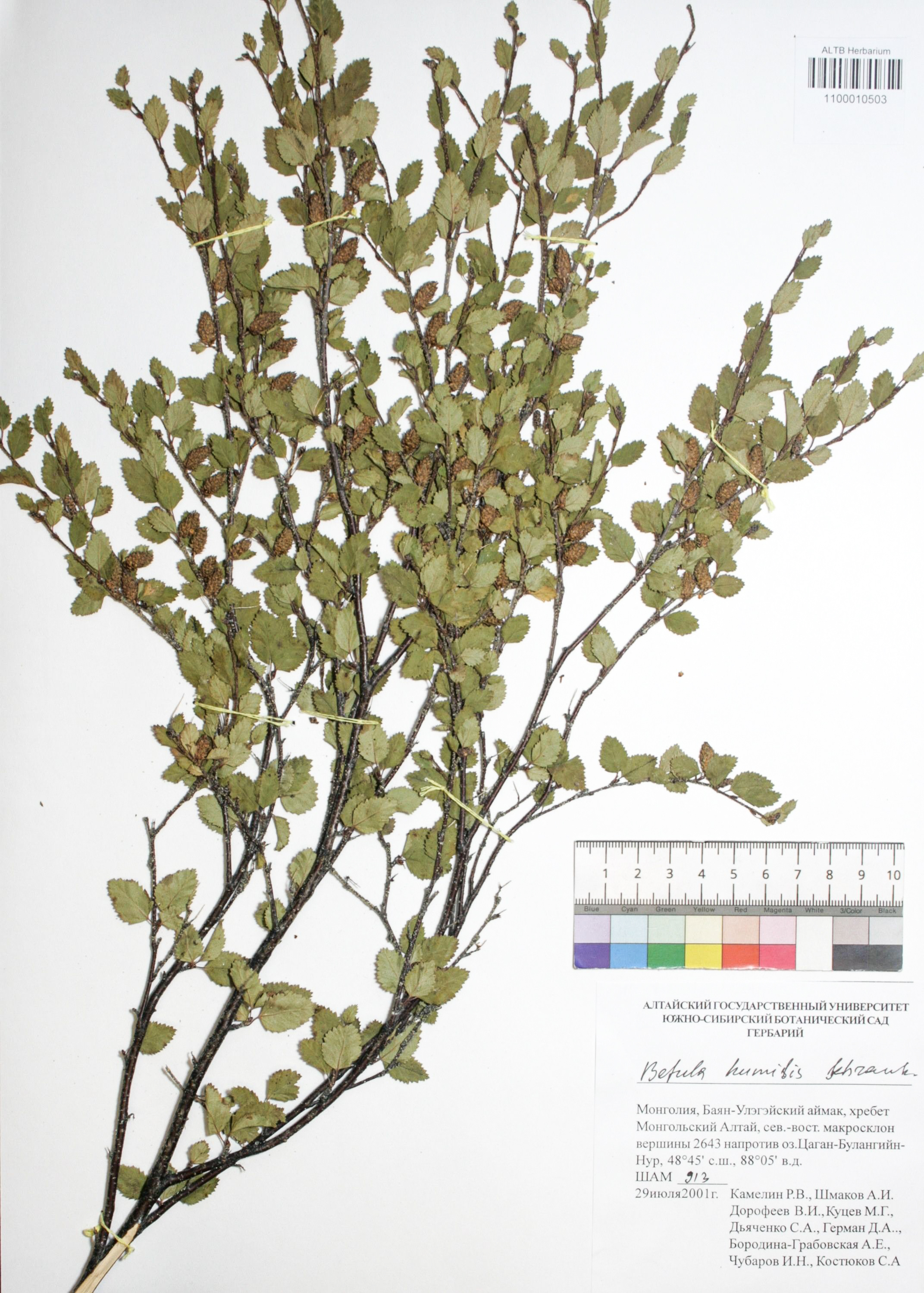 Betula humilis Schrank