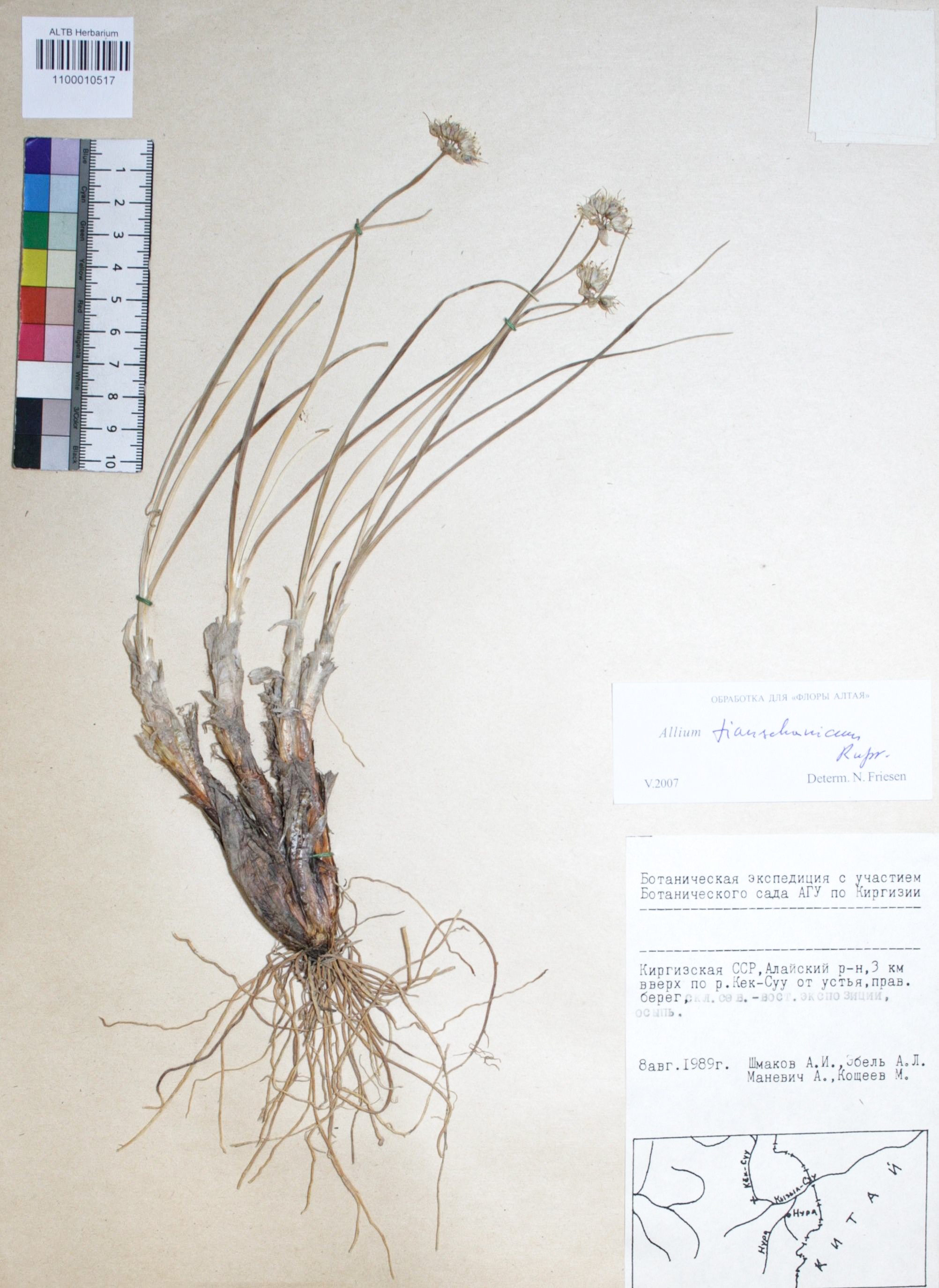 Allium tianschanicum Rupr.