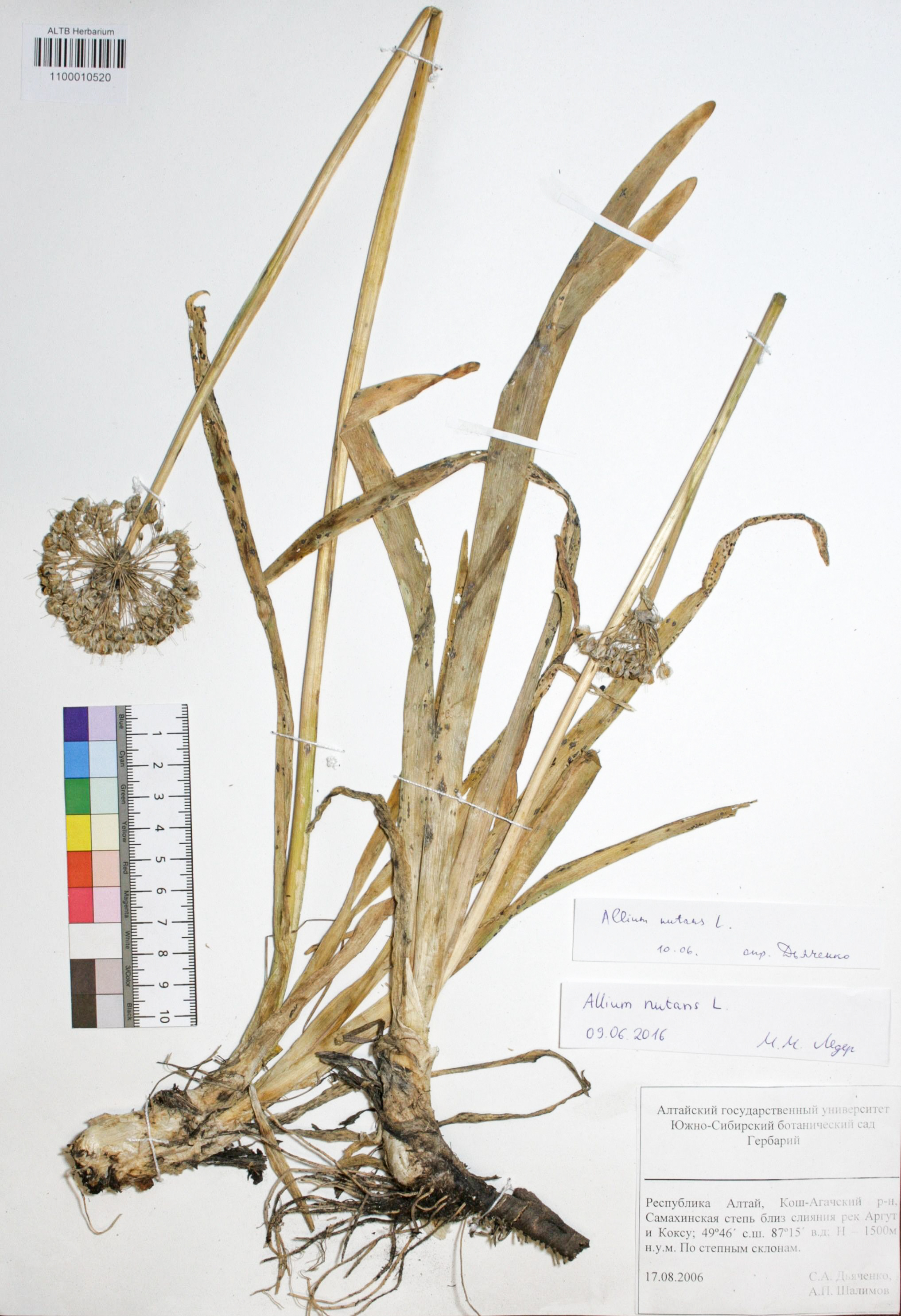 Amaryllidaceae,Allium nutans L. Amaryllidaceae,Allium nutans L.