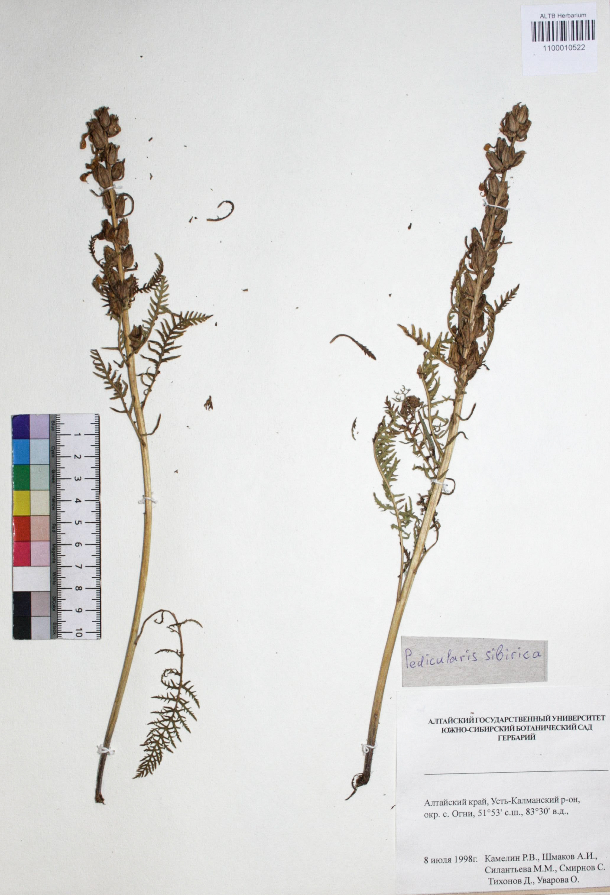 Pedicularis sibirica Vved.