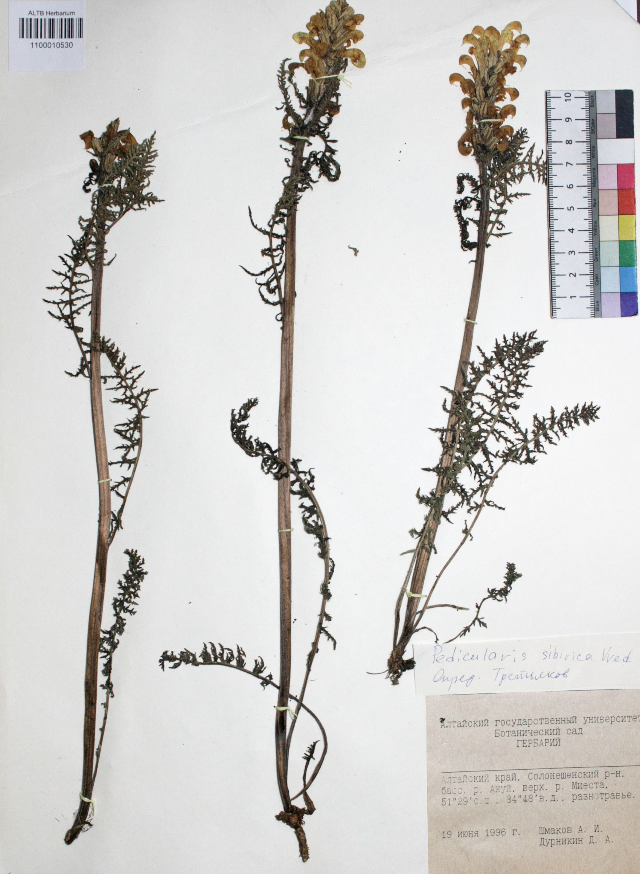 Pedicularis sibirica Vved.