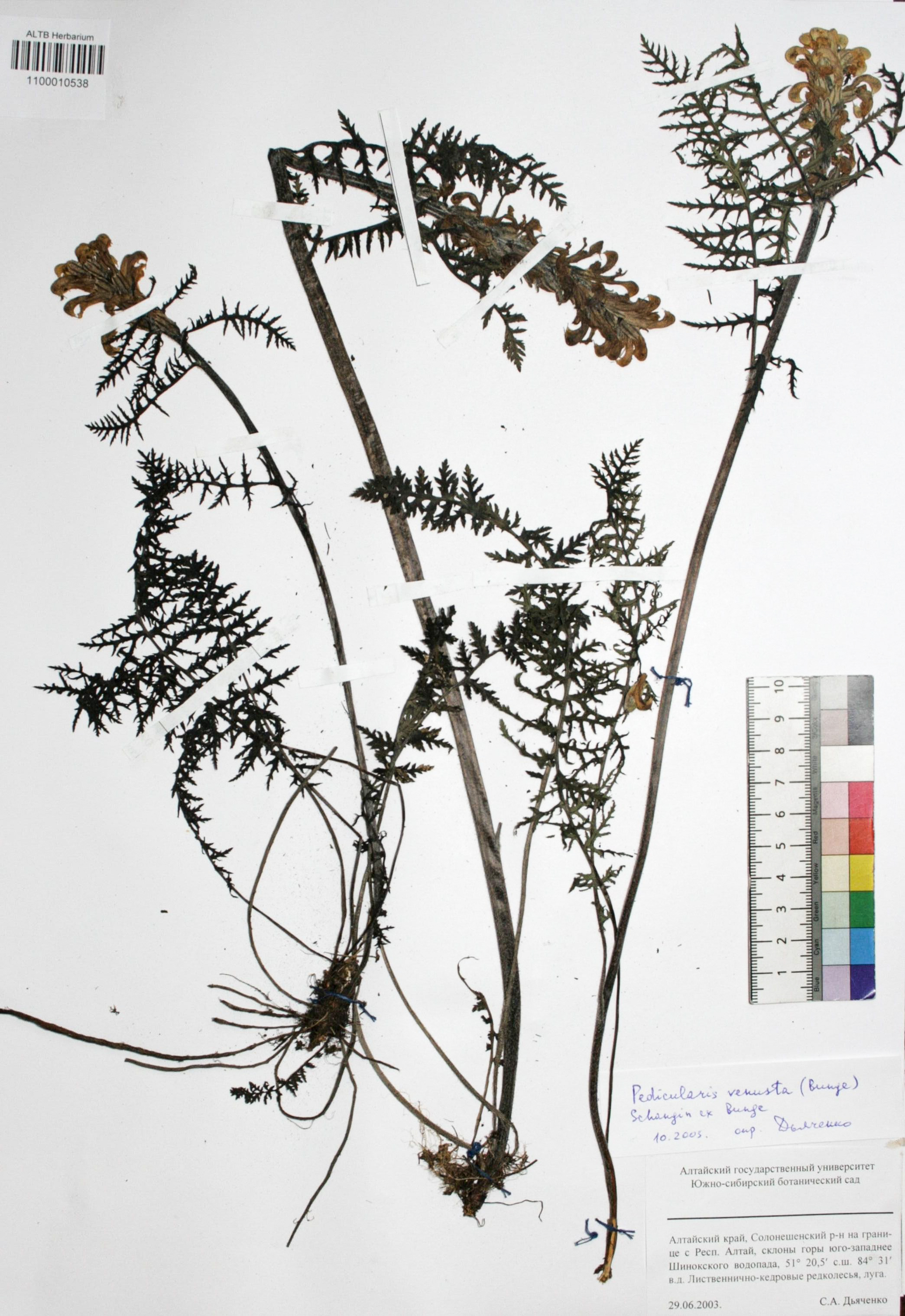 Pedicularis venusta Schangin ex Bunge