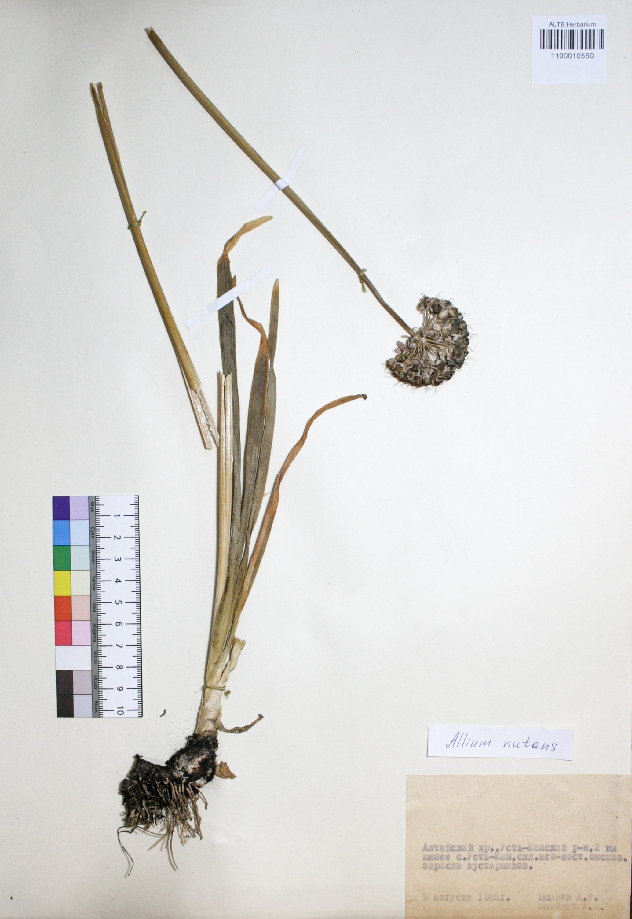 Allium nutans L.
