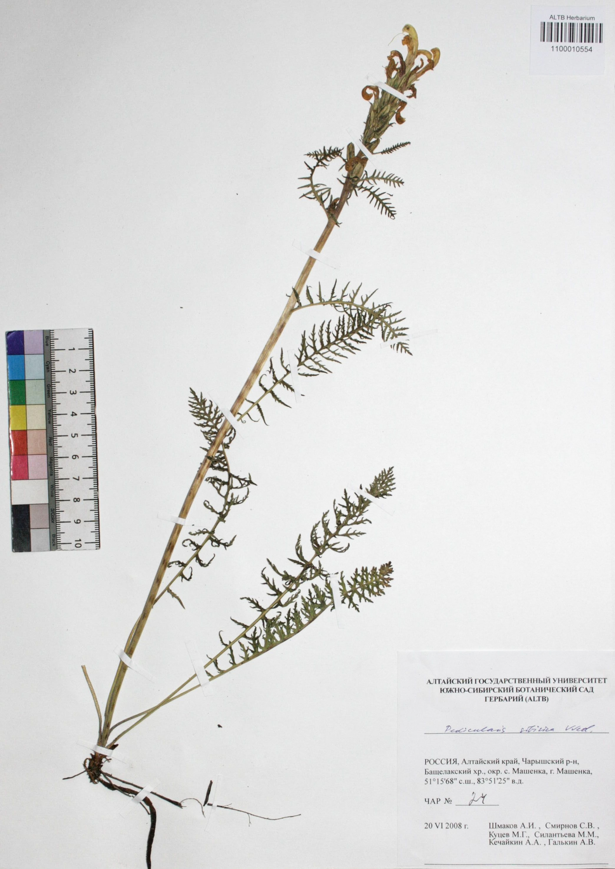 Pedicularis sibirica Vved.