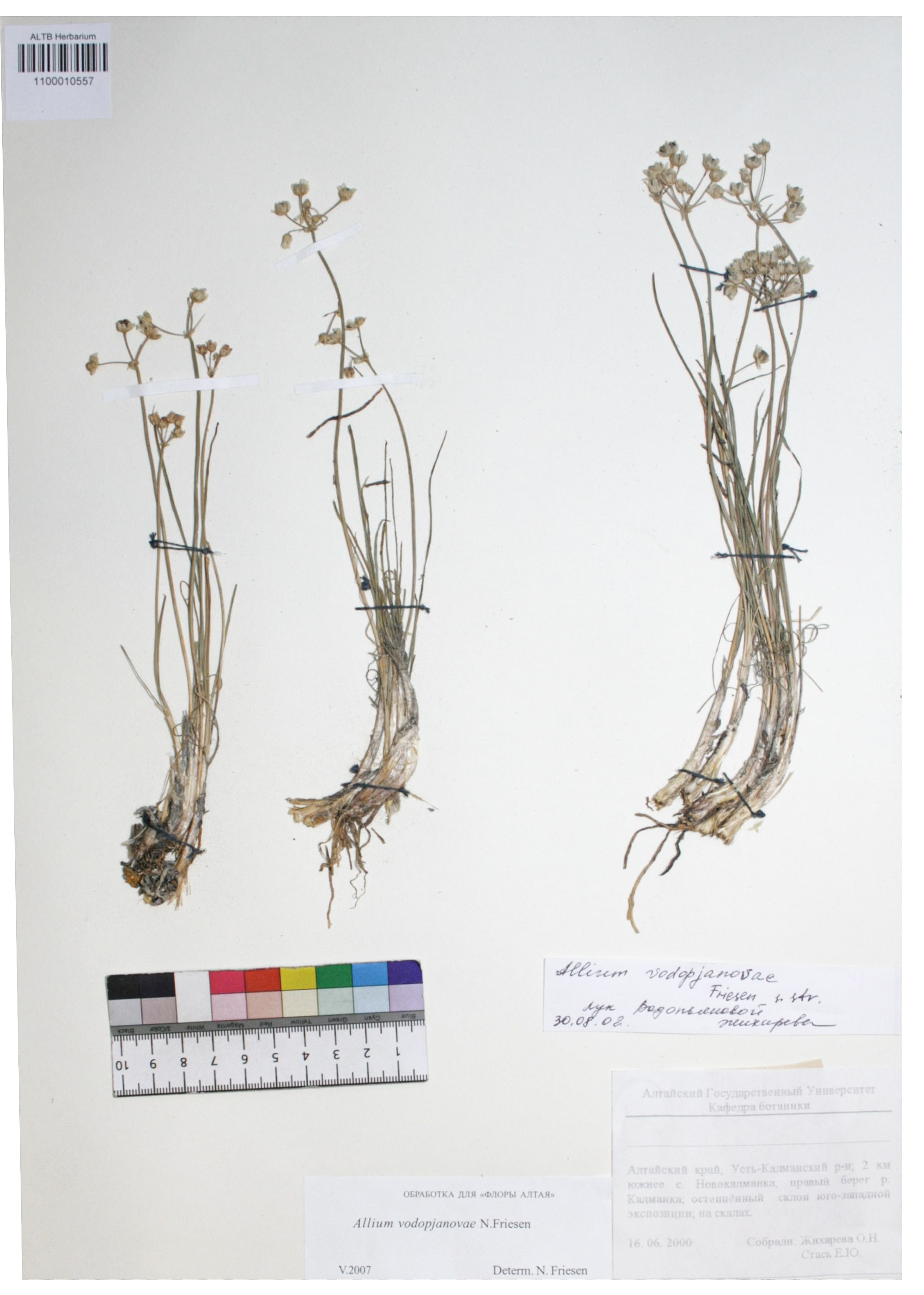 Allium vodopianovae Friesen s. str.