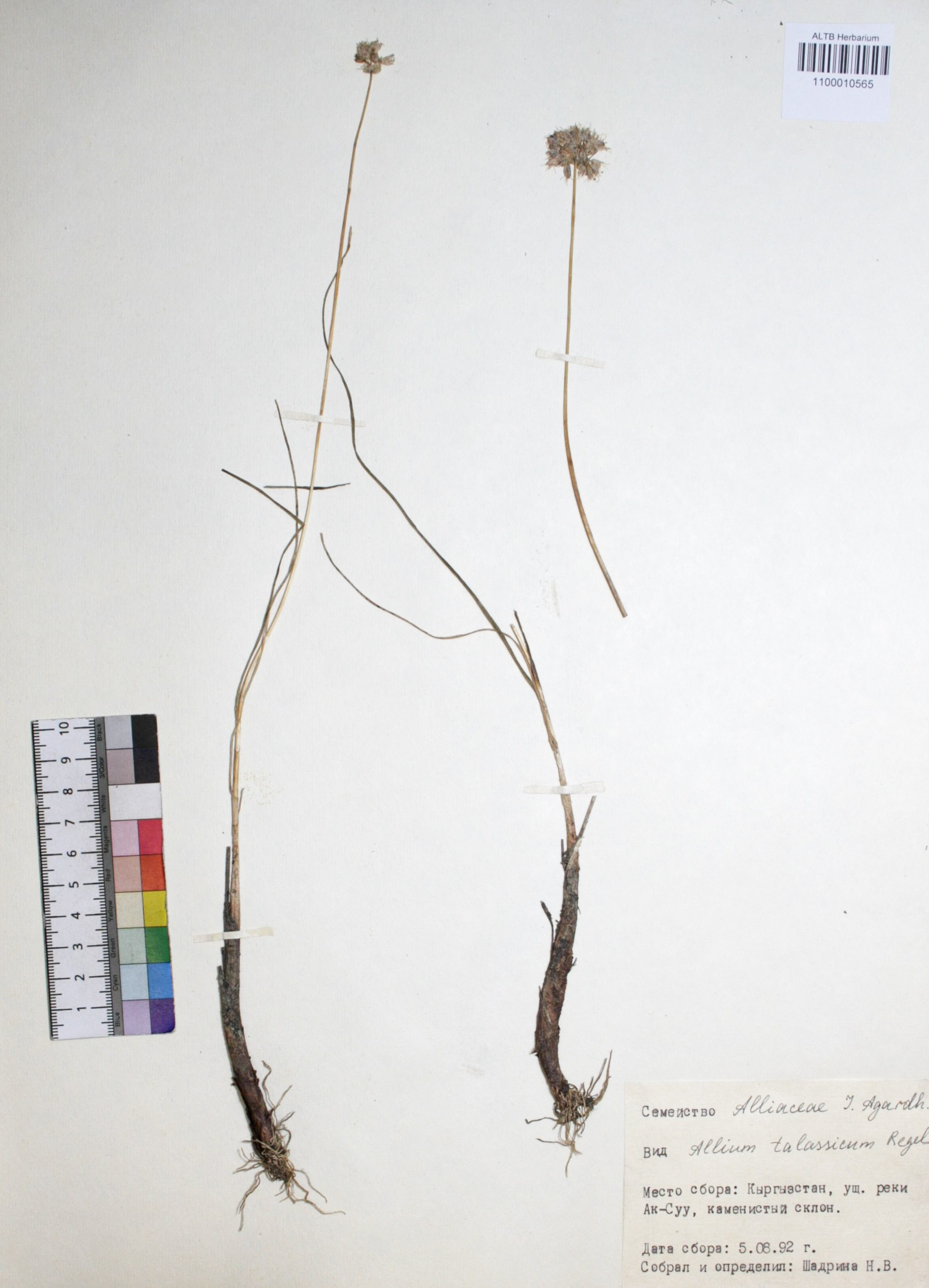 Allium talassicum Regel.