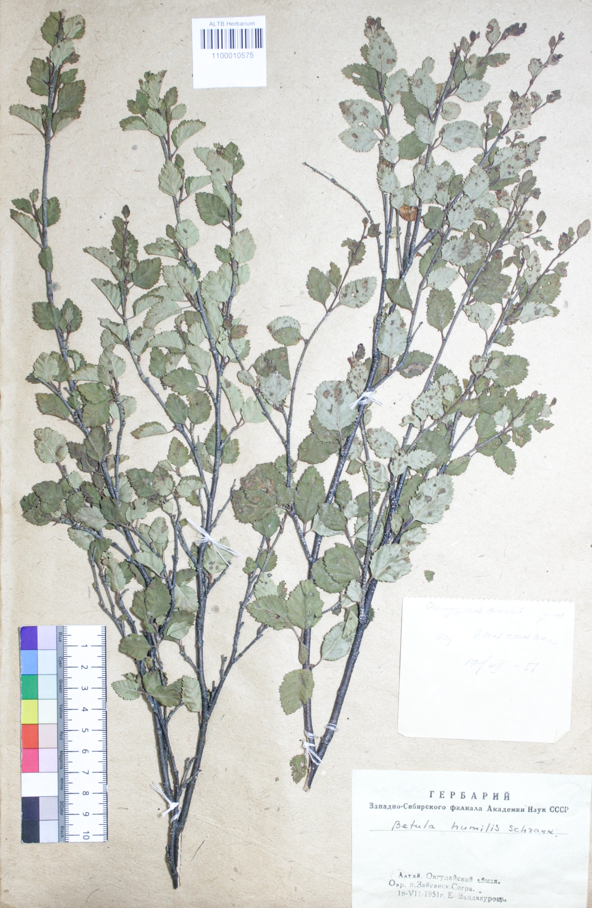 Betula humilis Schrank