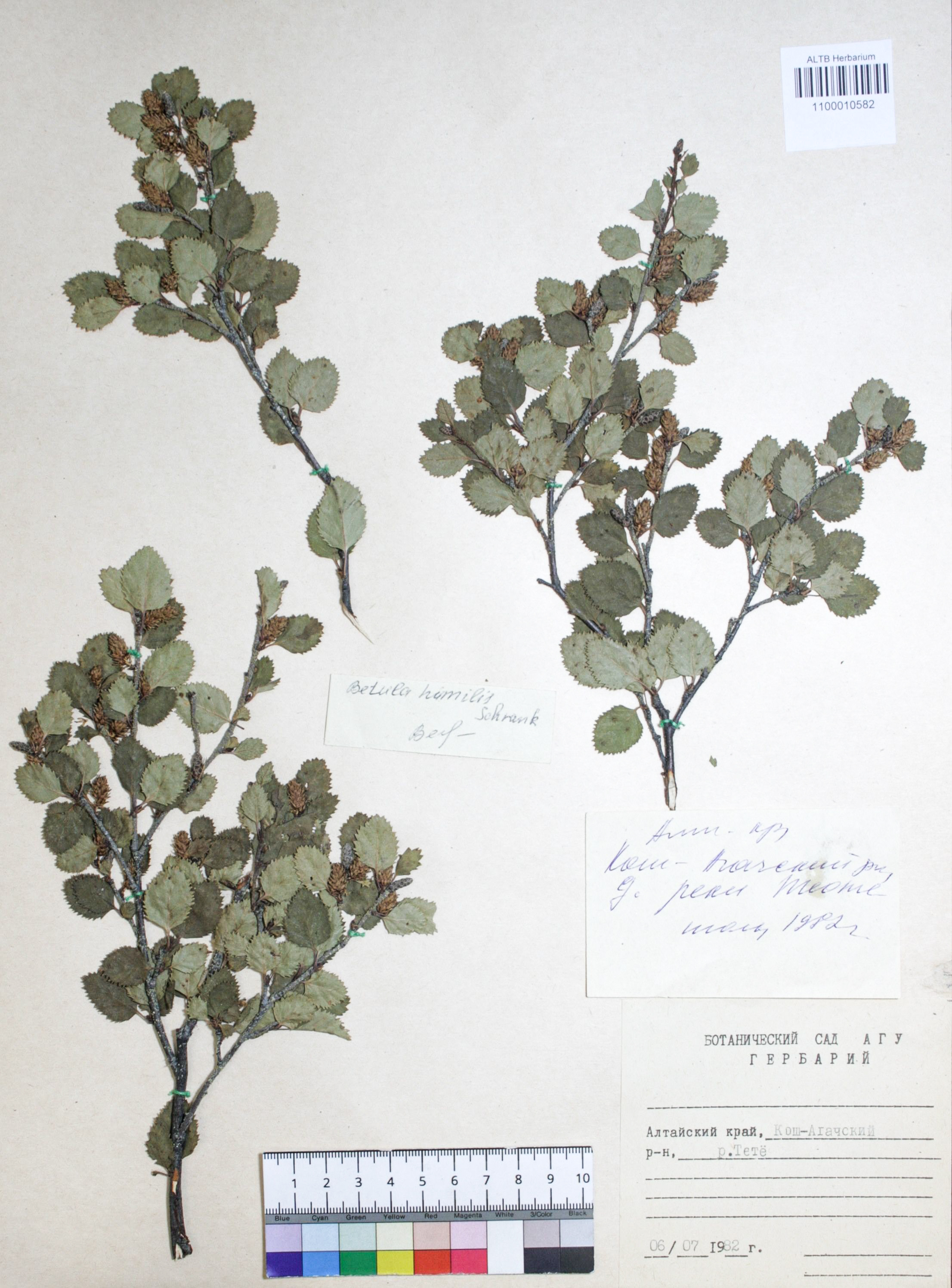 Betula humilis Schrank