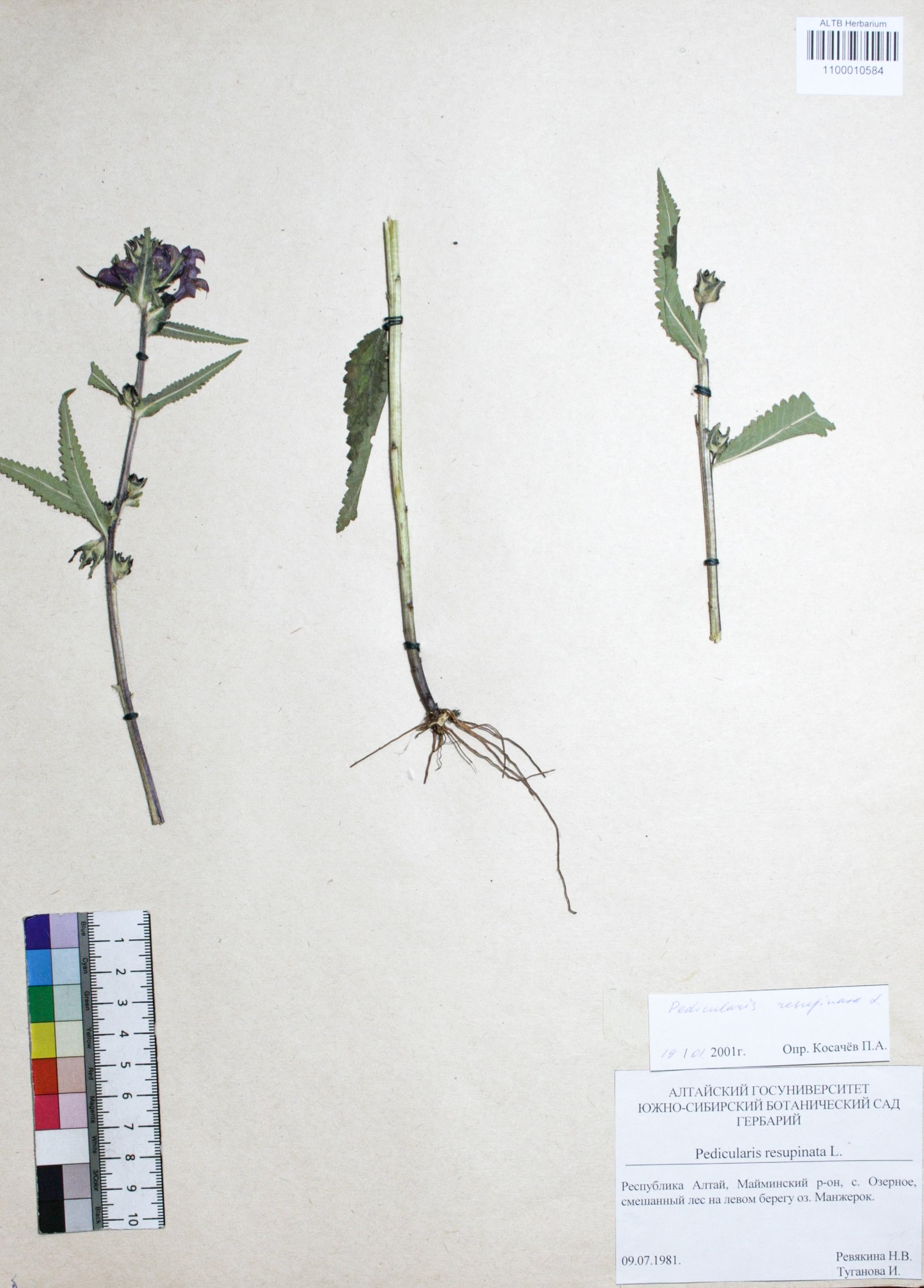 Pedicularis resupinata L.