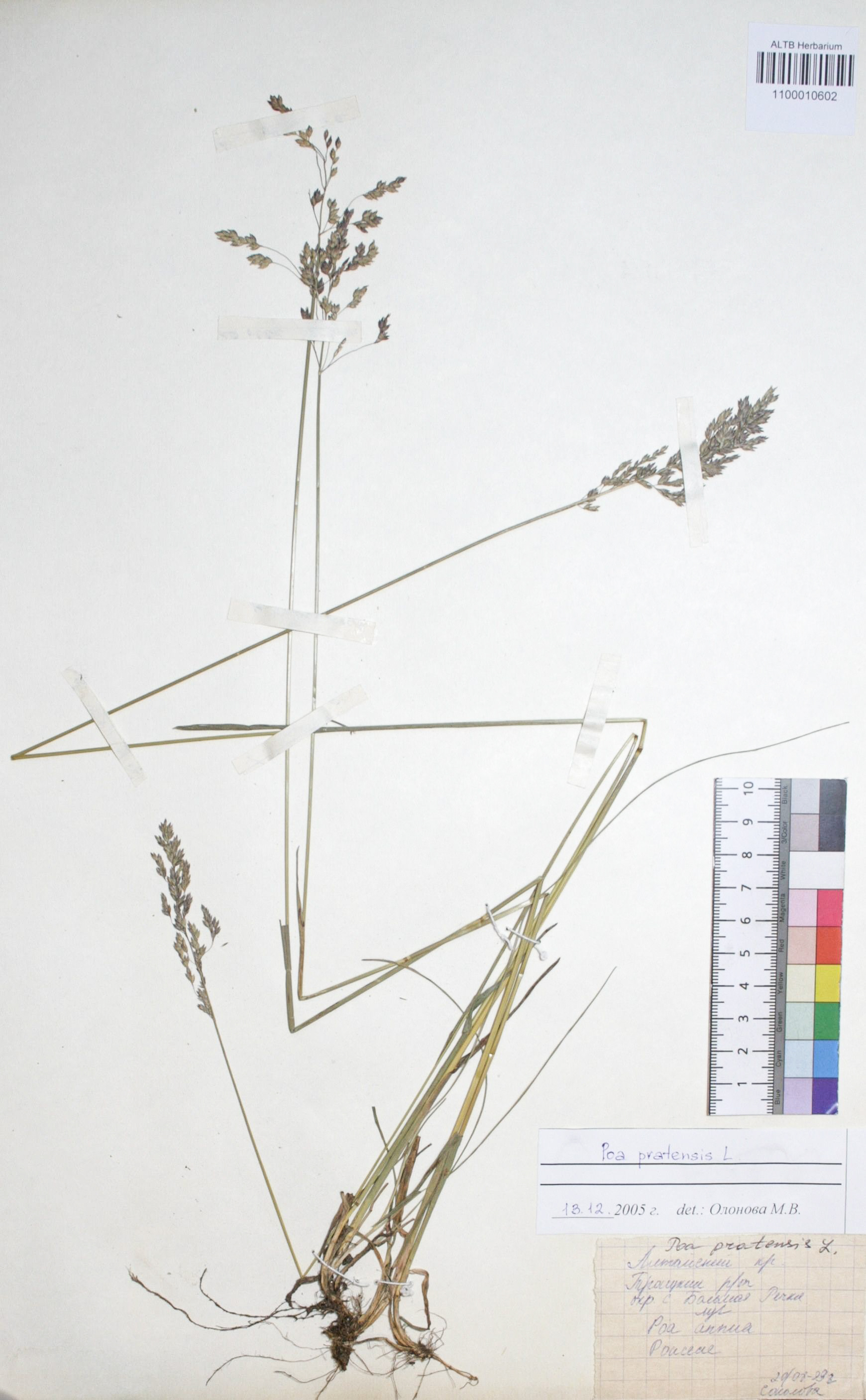 Poa pratensis L.