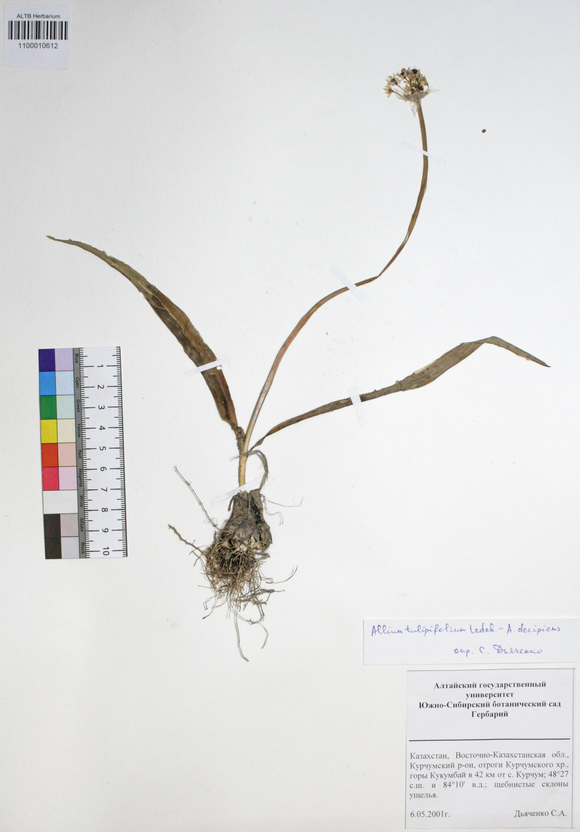 Allium tulipifolium Ledeb.