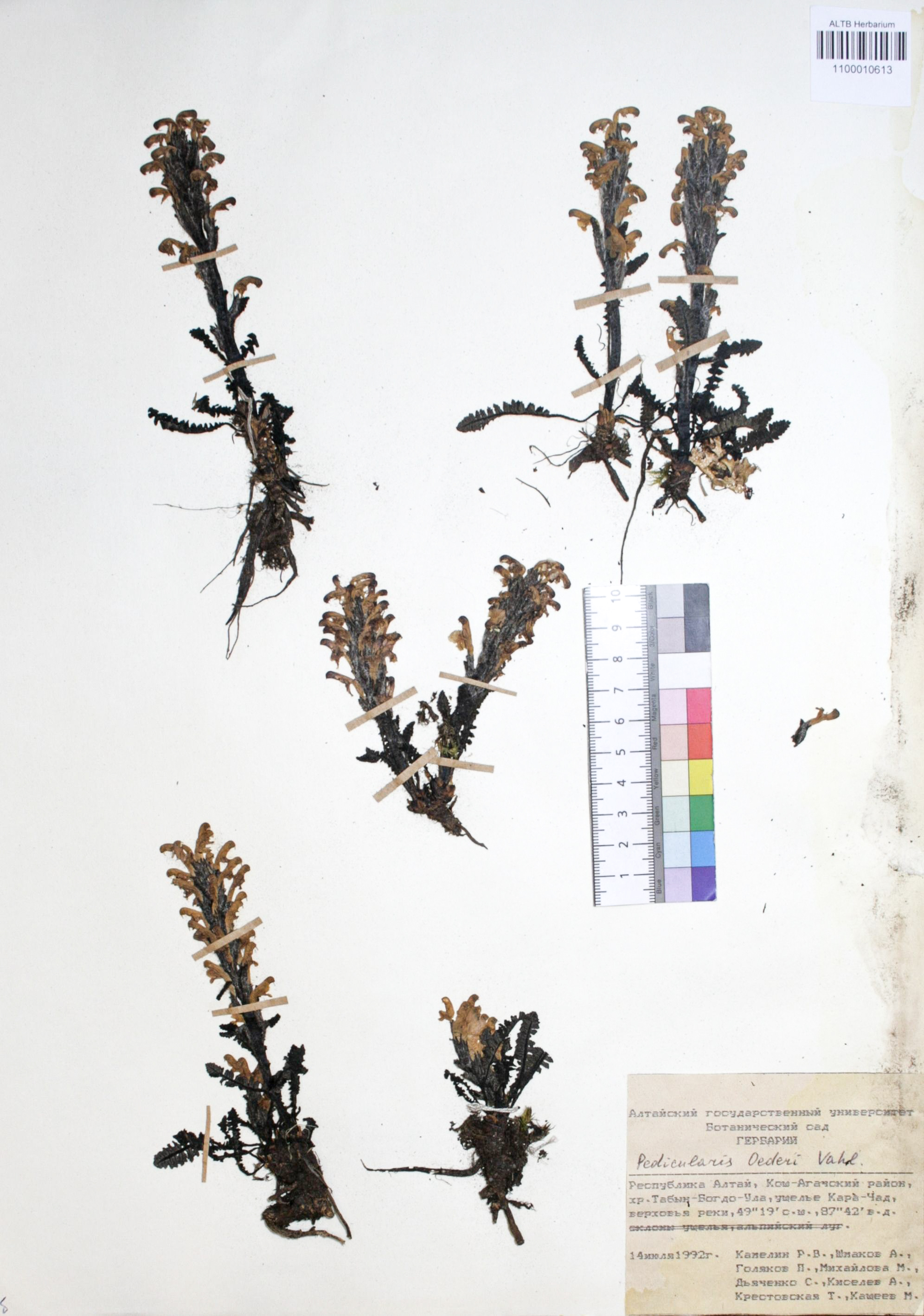 Silene graminifolia Otth.