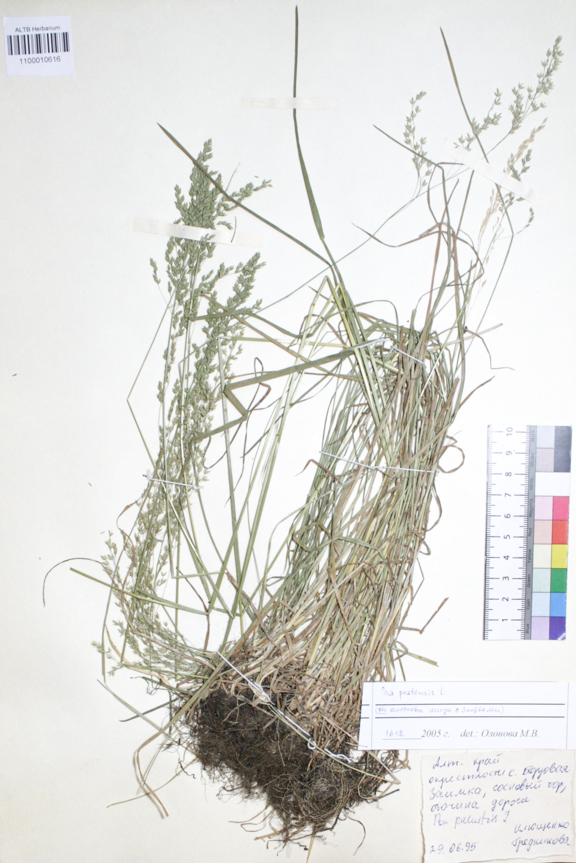 Poa pratensis L.