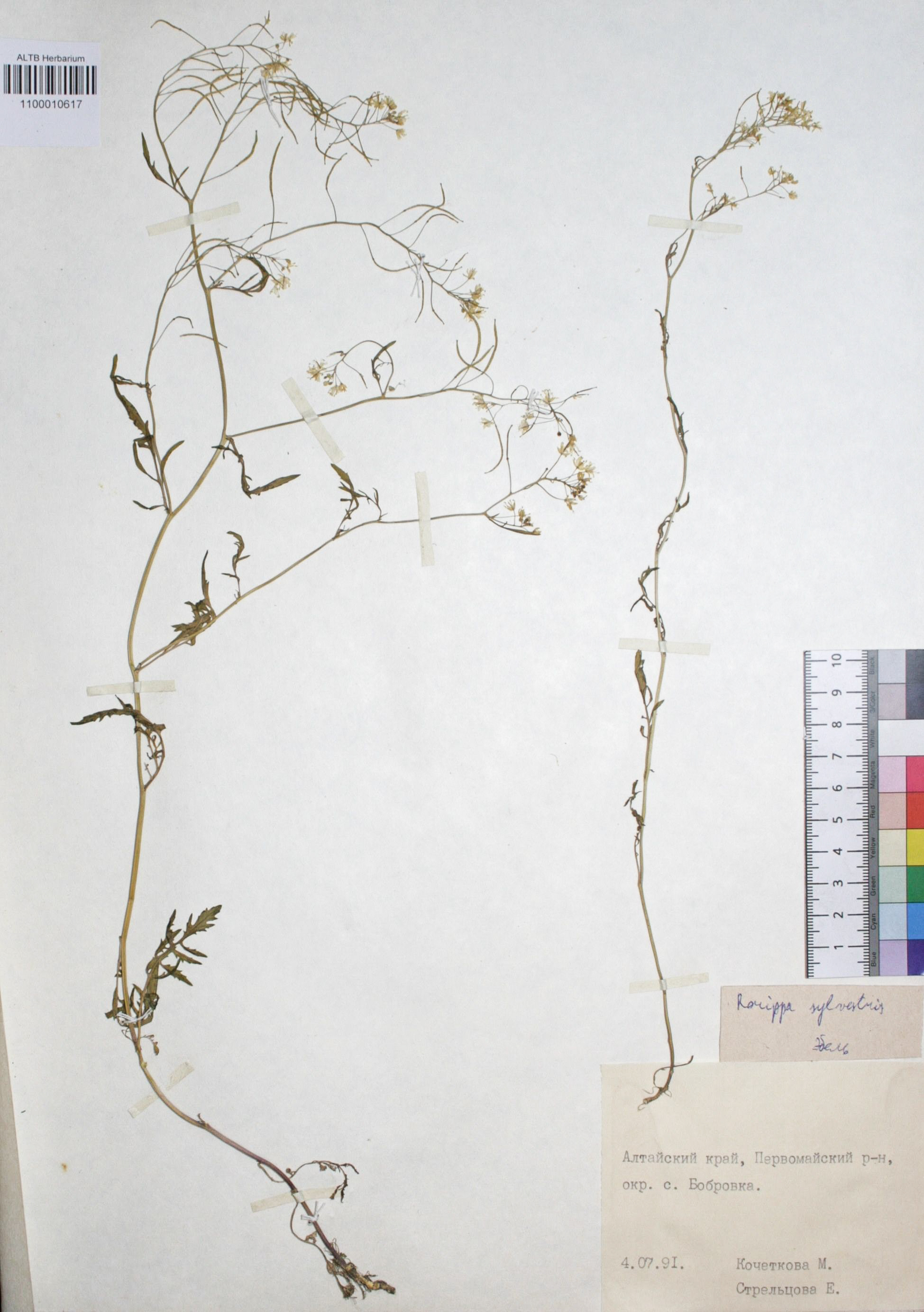 Rorippa sylvestris (L.) Besser