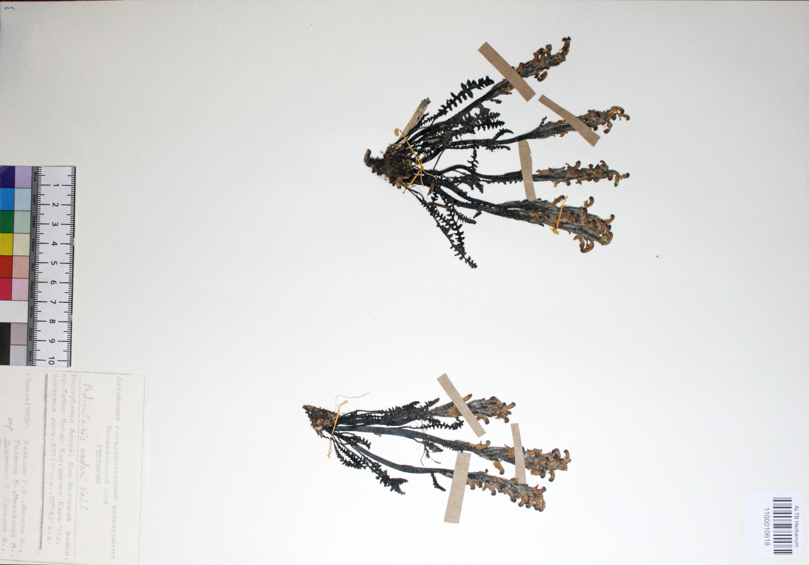 Silene graminifolia Otth.