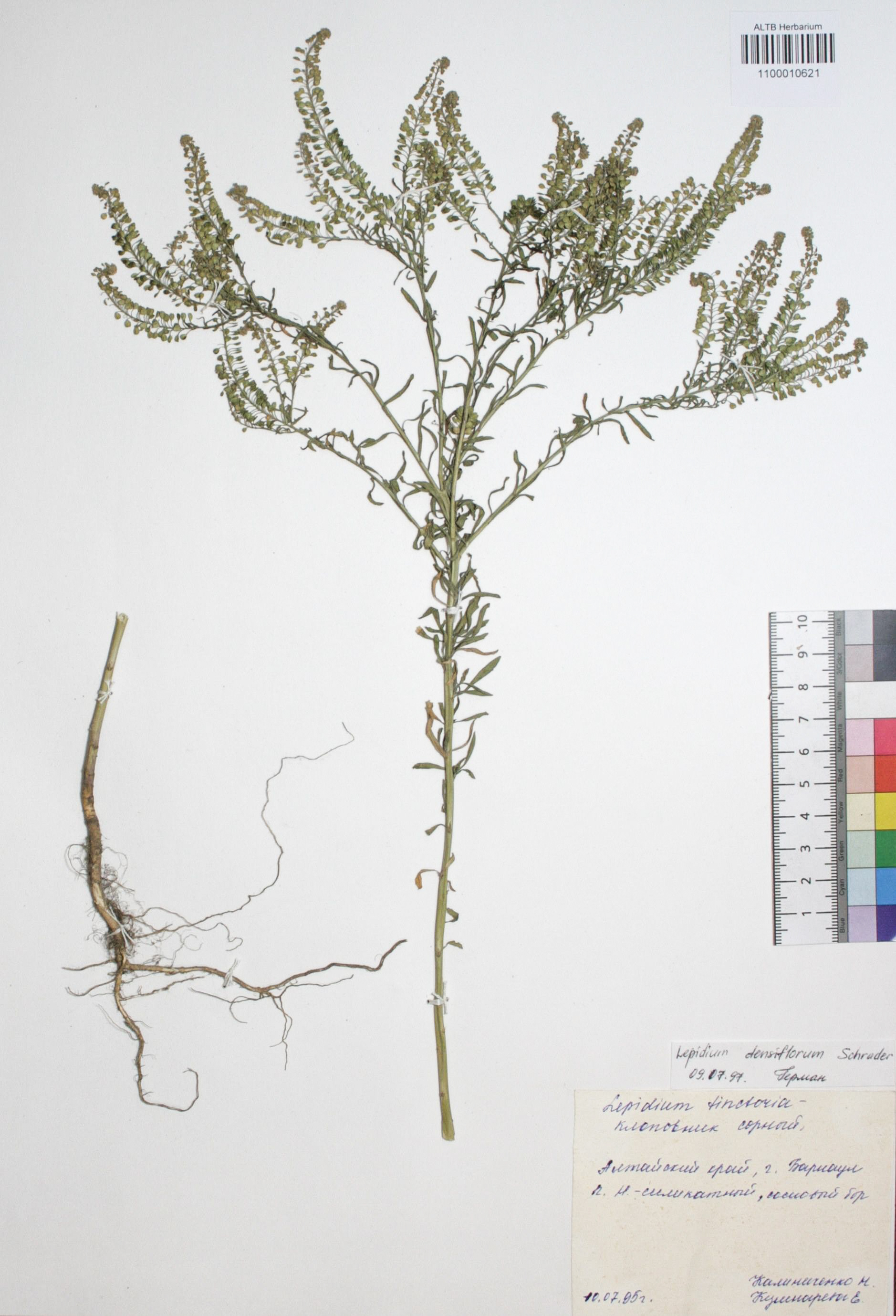 Lepidium densiflorum Schrad.