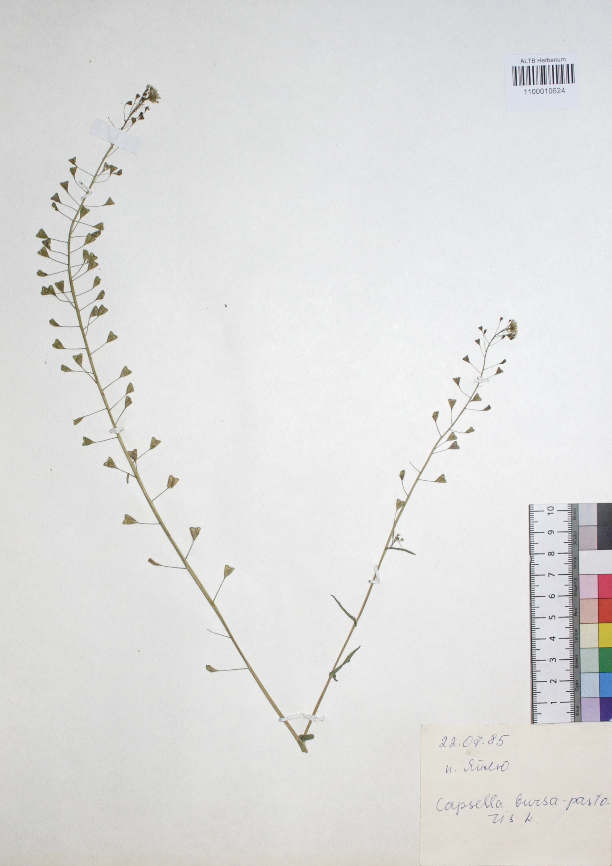 Capsella bursa-pastoris (L.) Medik.