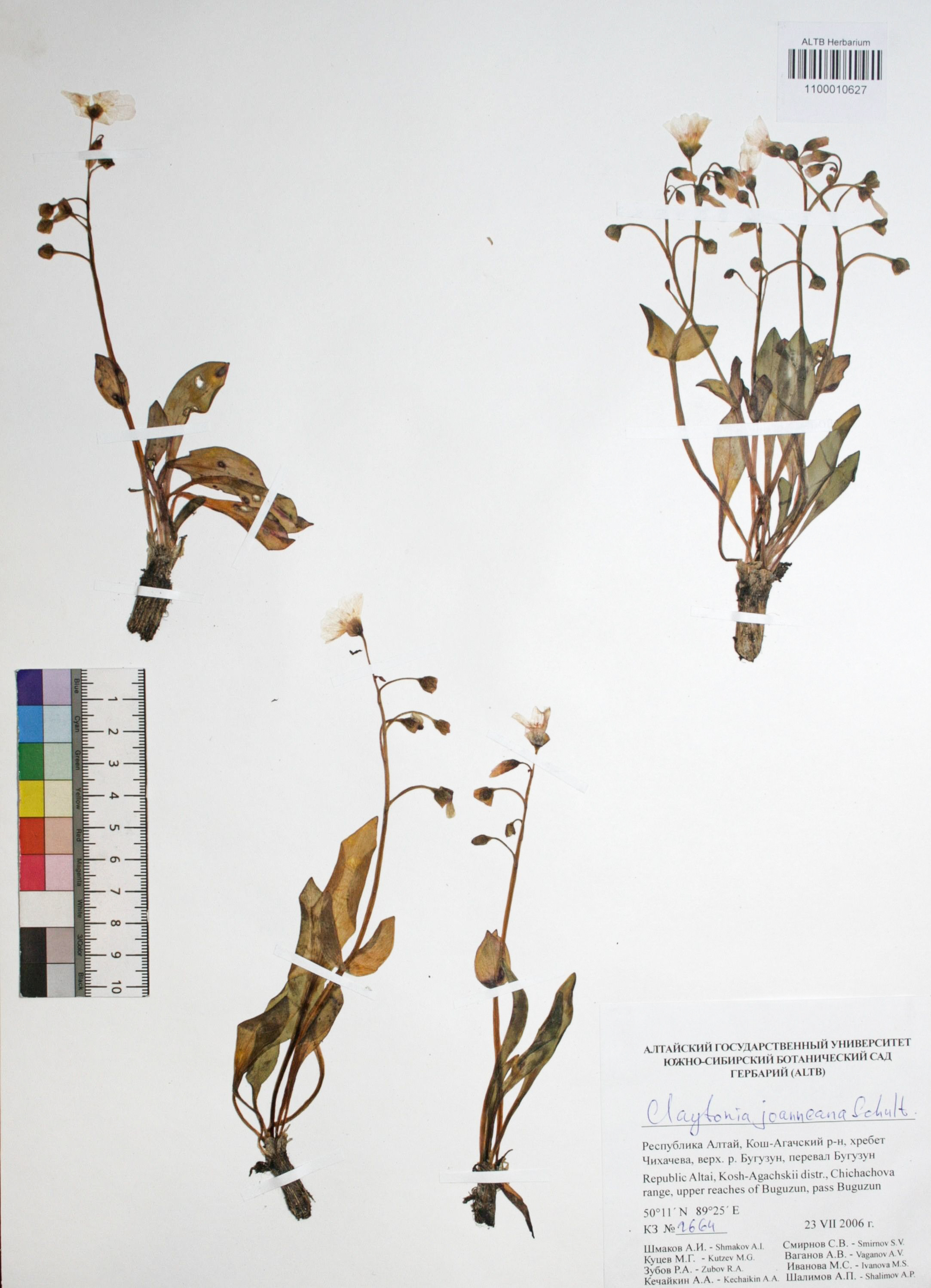 Montiaceae,Claytonia joanneana Roem. et Schuh. Montiaceae,Claytonia joanneana Roem. et Schuh.