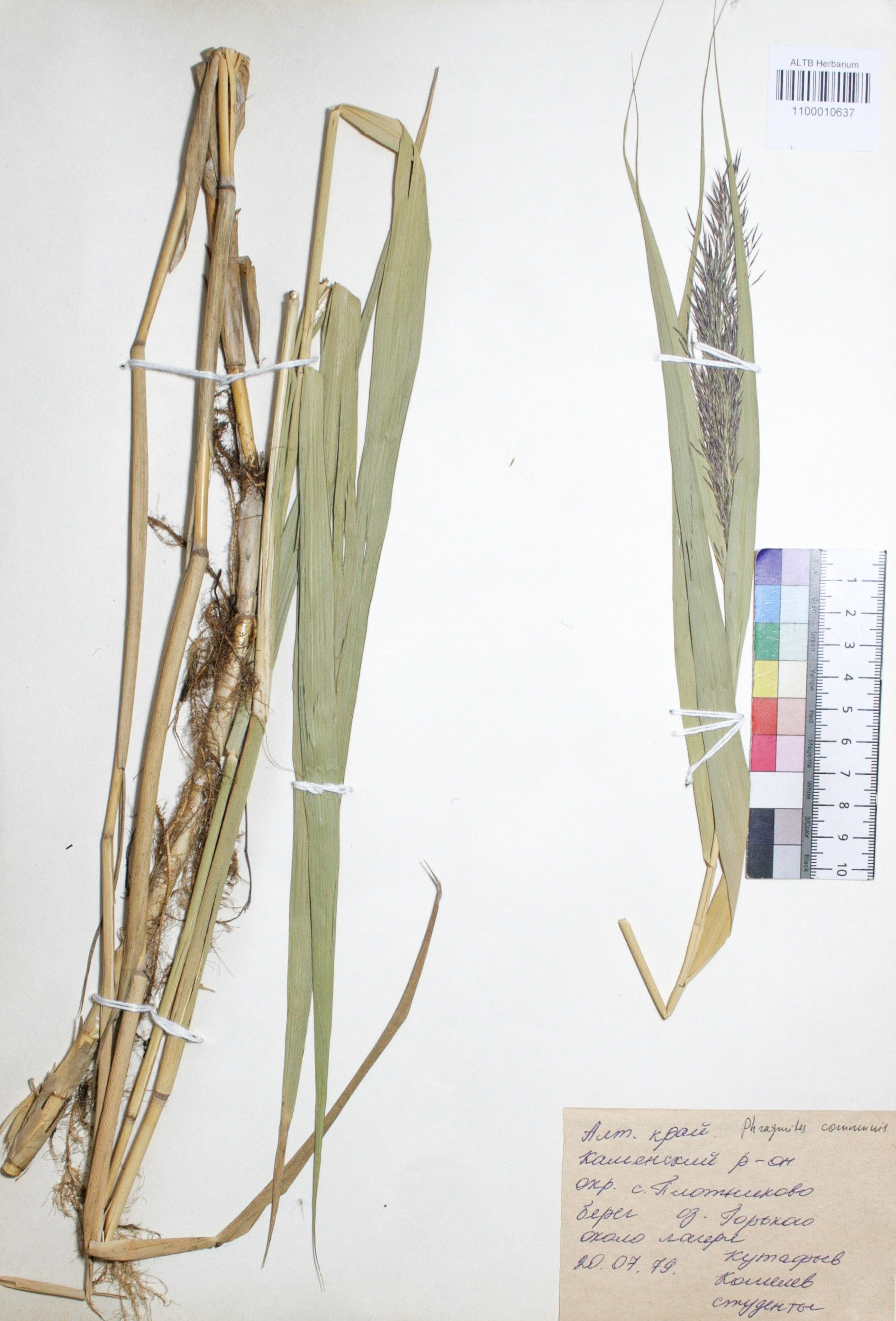 Phragmites australis (Cav.) Trin. ex Steud. 