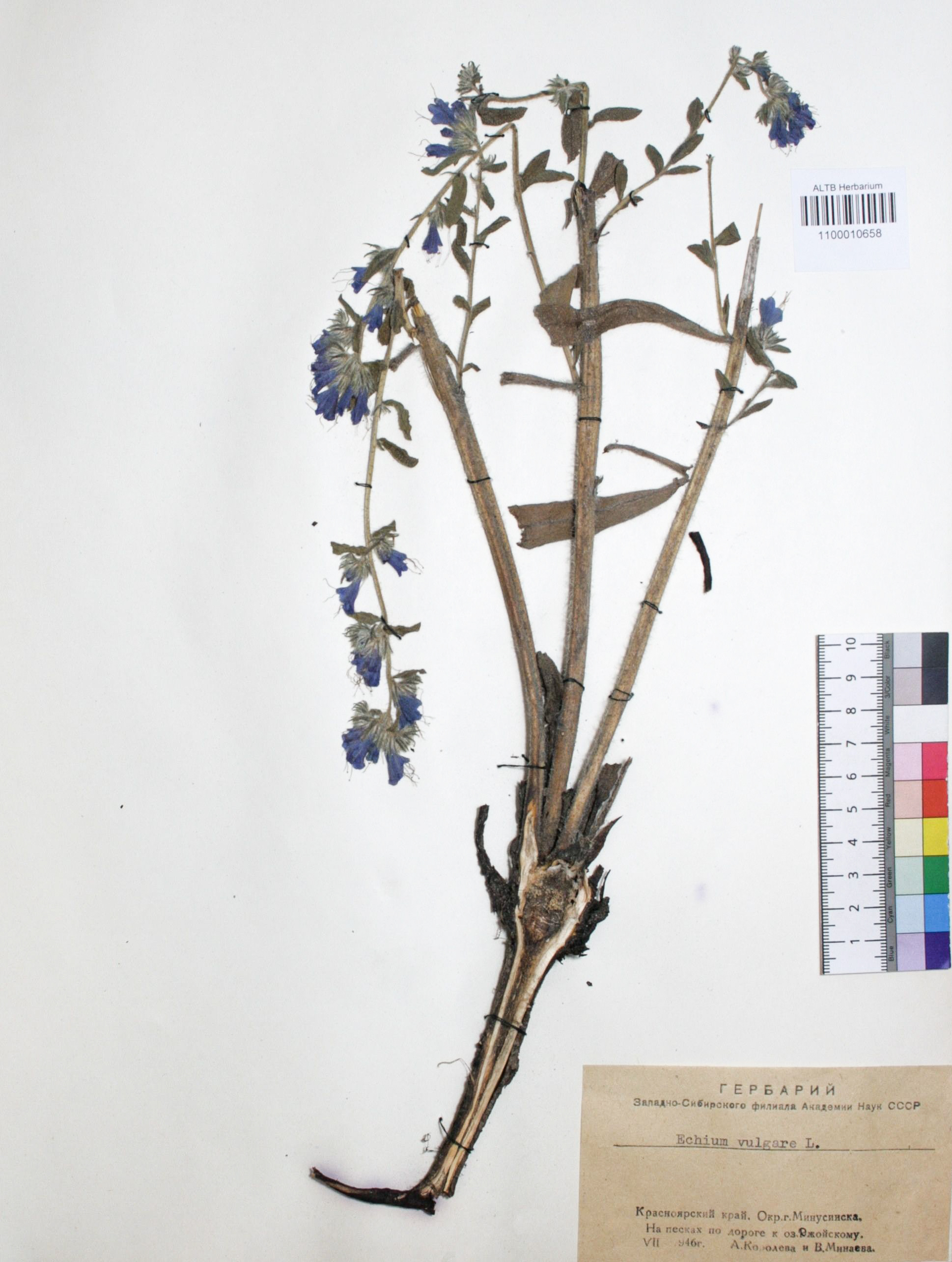 Allium caeruleum Pall.