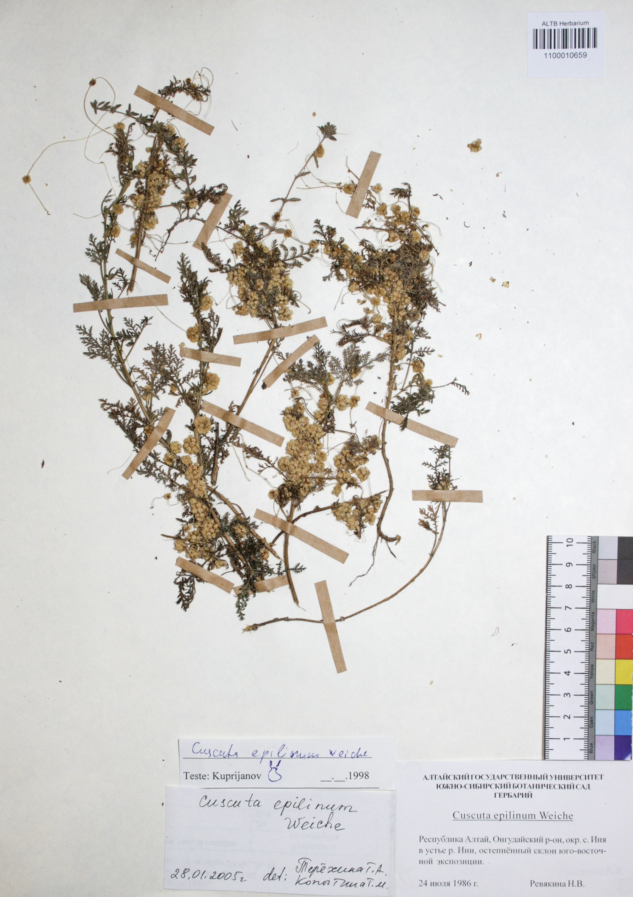 Cuscuta epilinum Weihe.