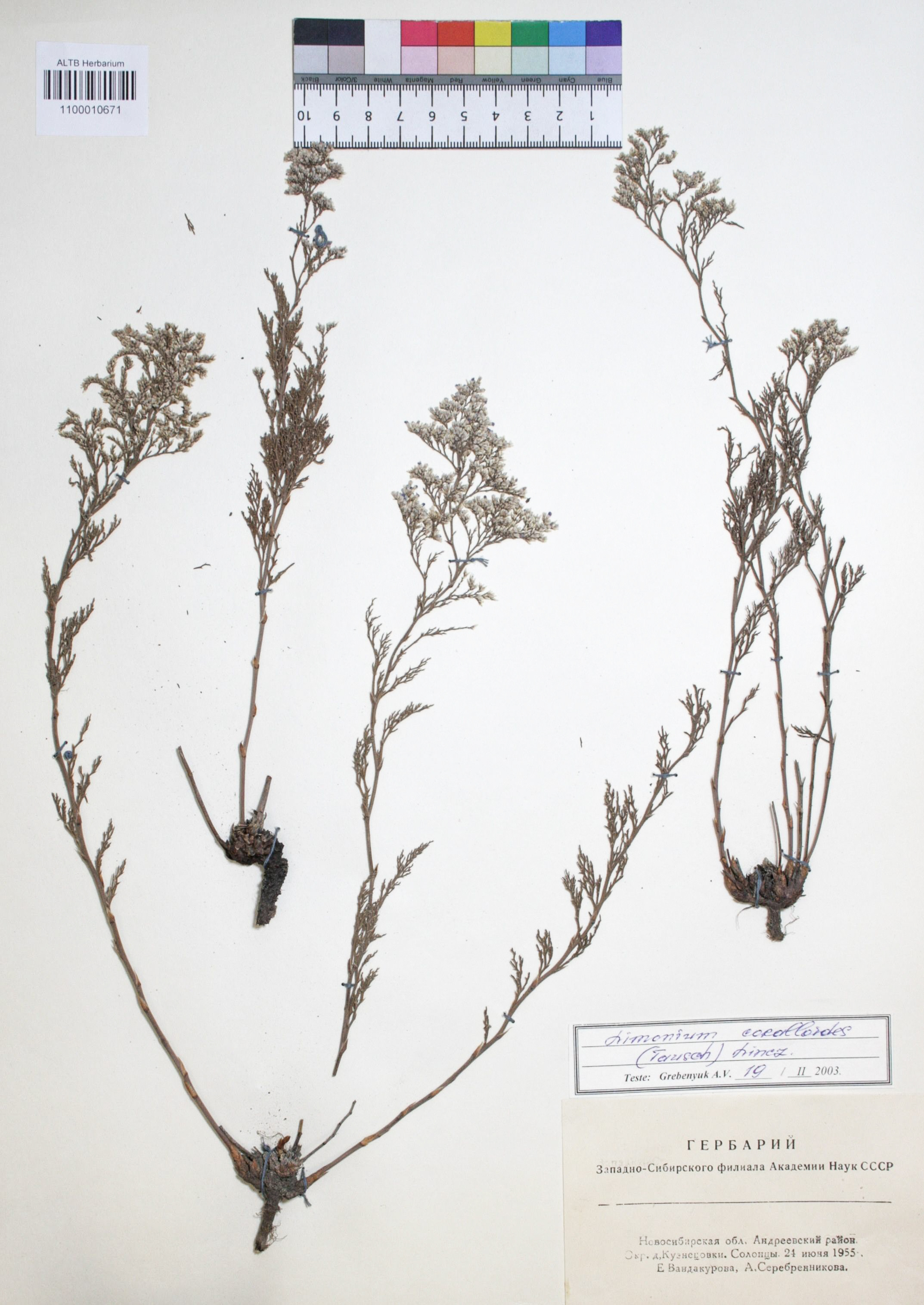 Limonium coralloides (Tausch) Lincz.
