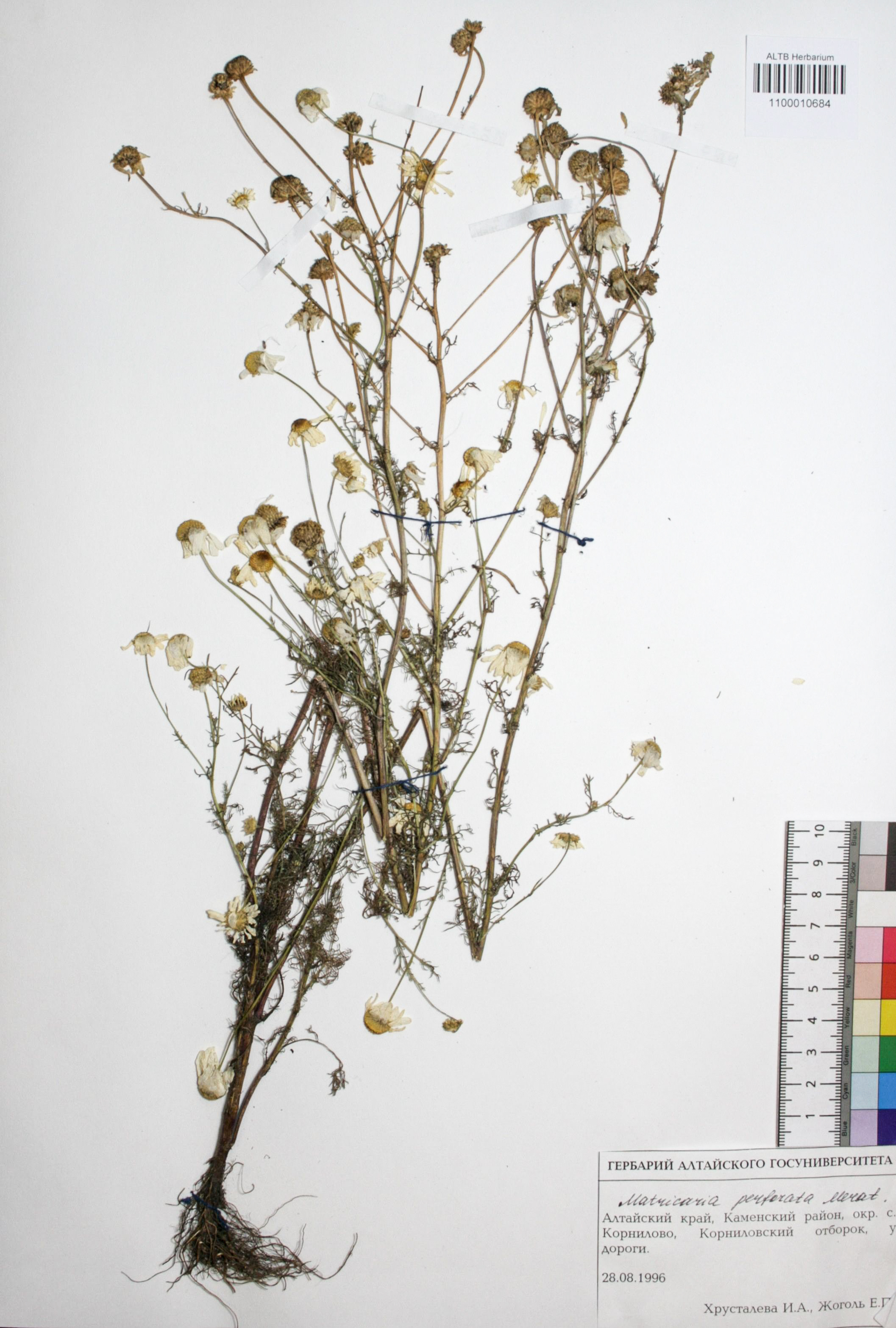 Matricaria perforata Merat