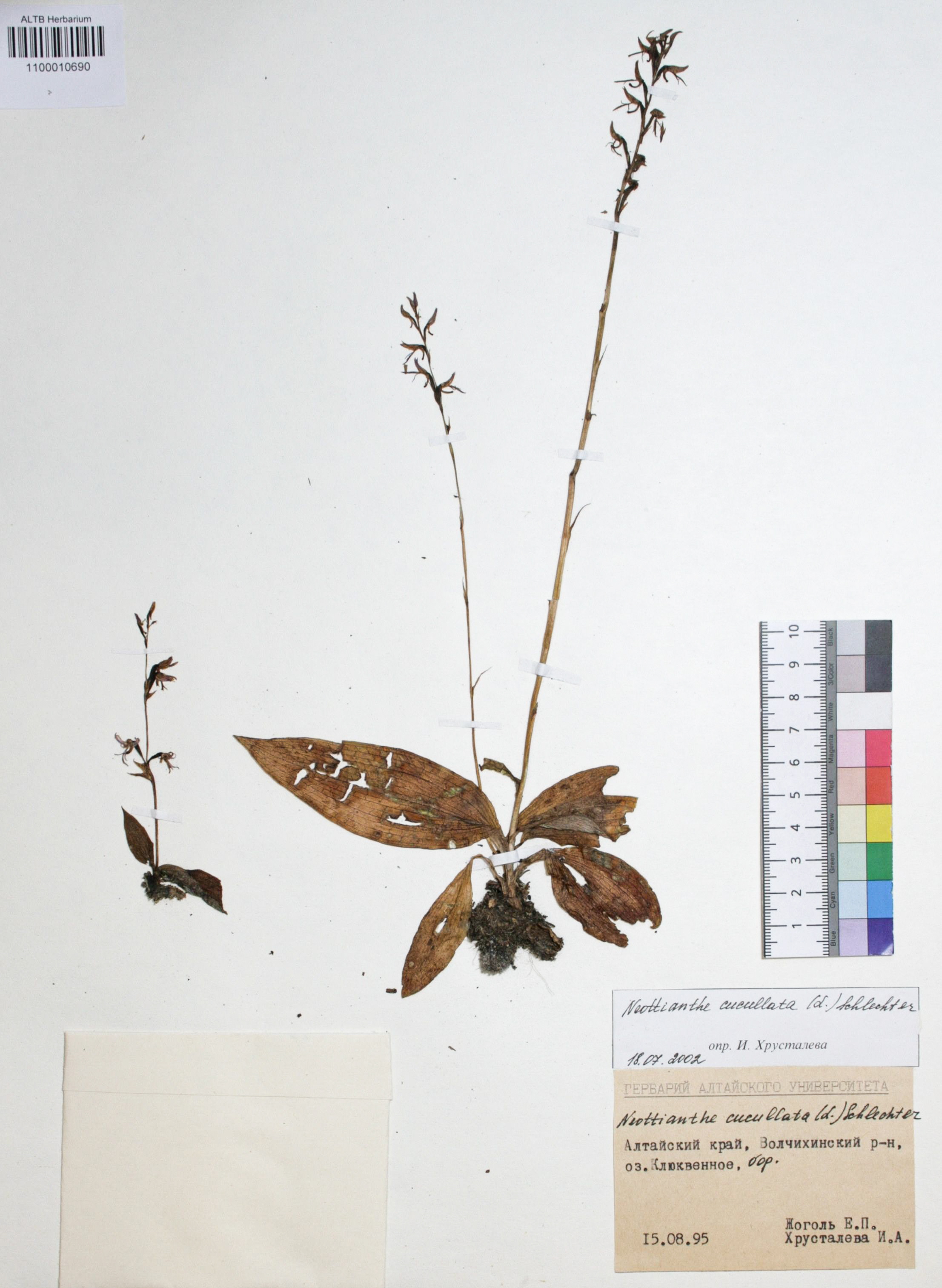 Neottianthe cucullata (L.) Schlechter 