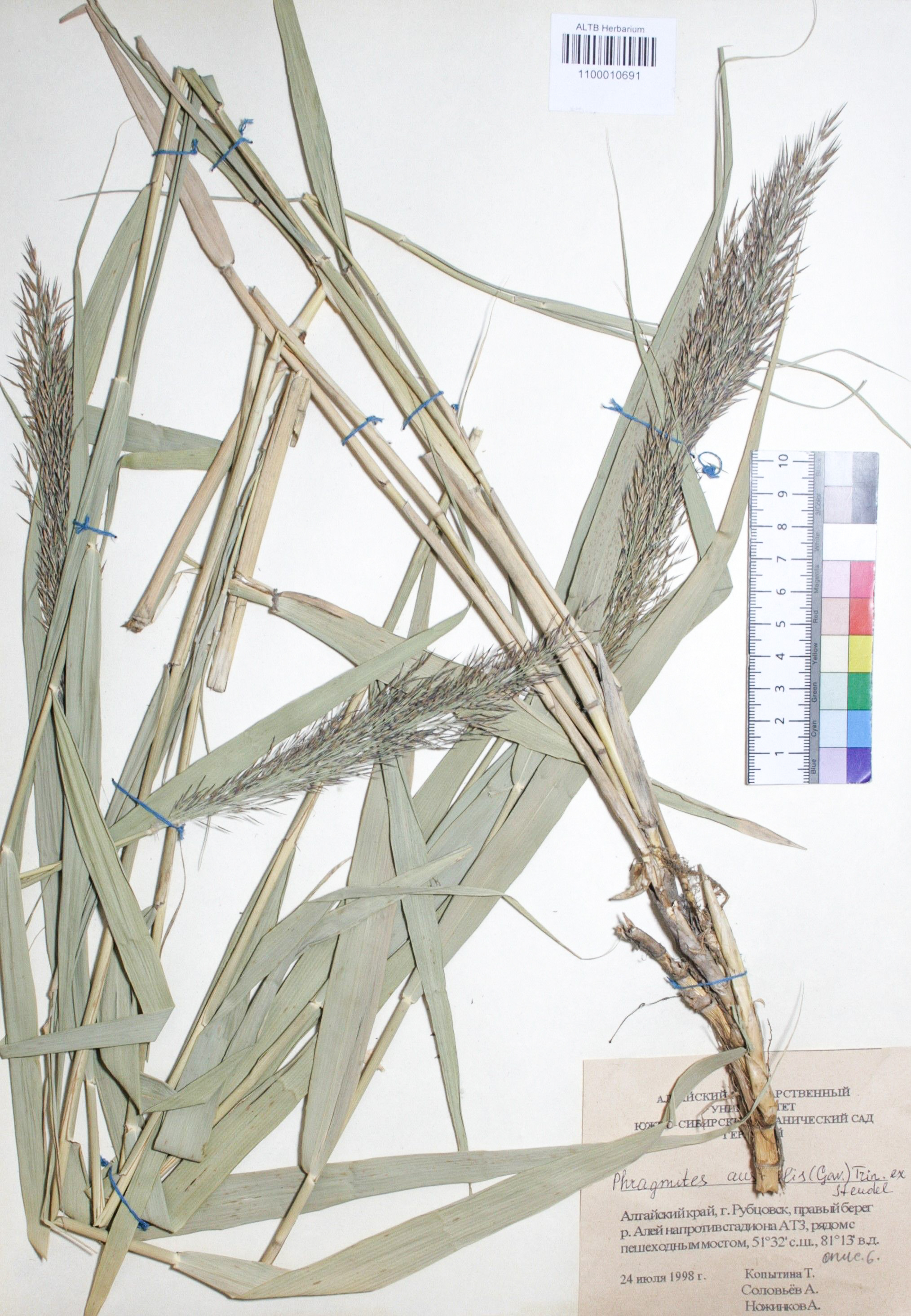 Phragmites australis (Cav.) Trin. ex Steud. 
