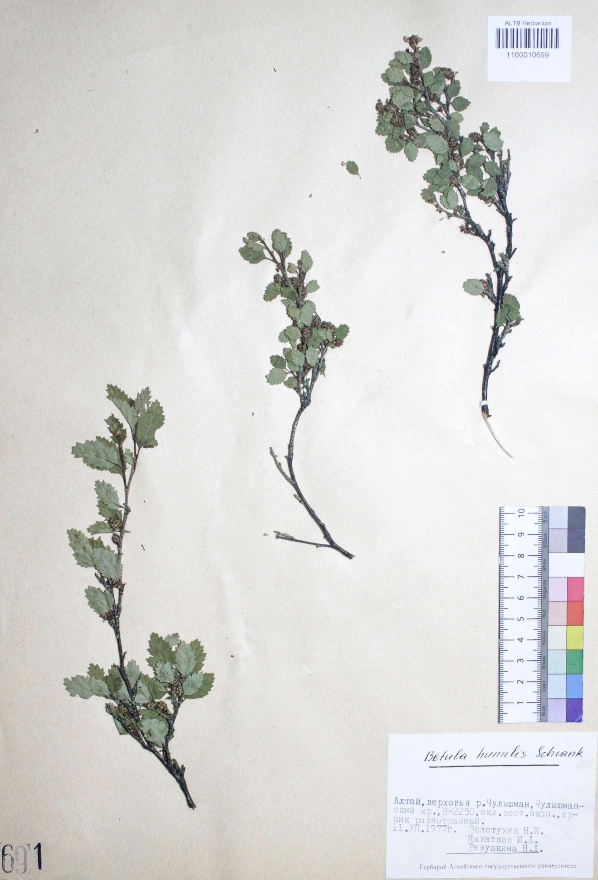 Betula humilis Schrank