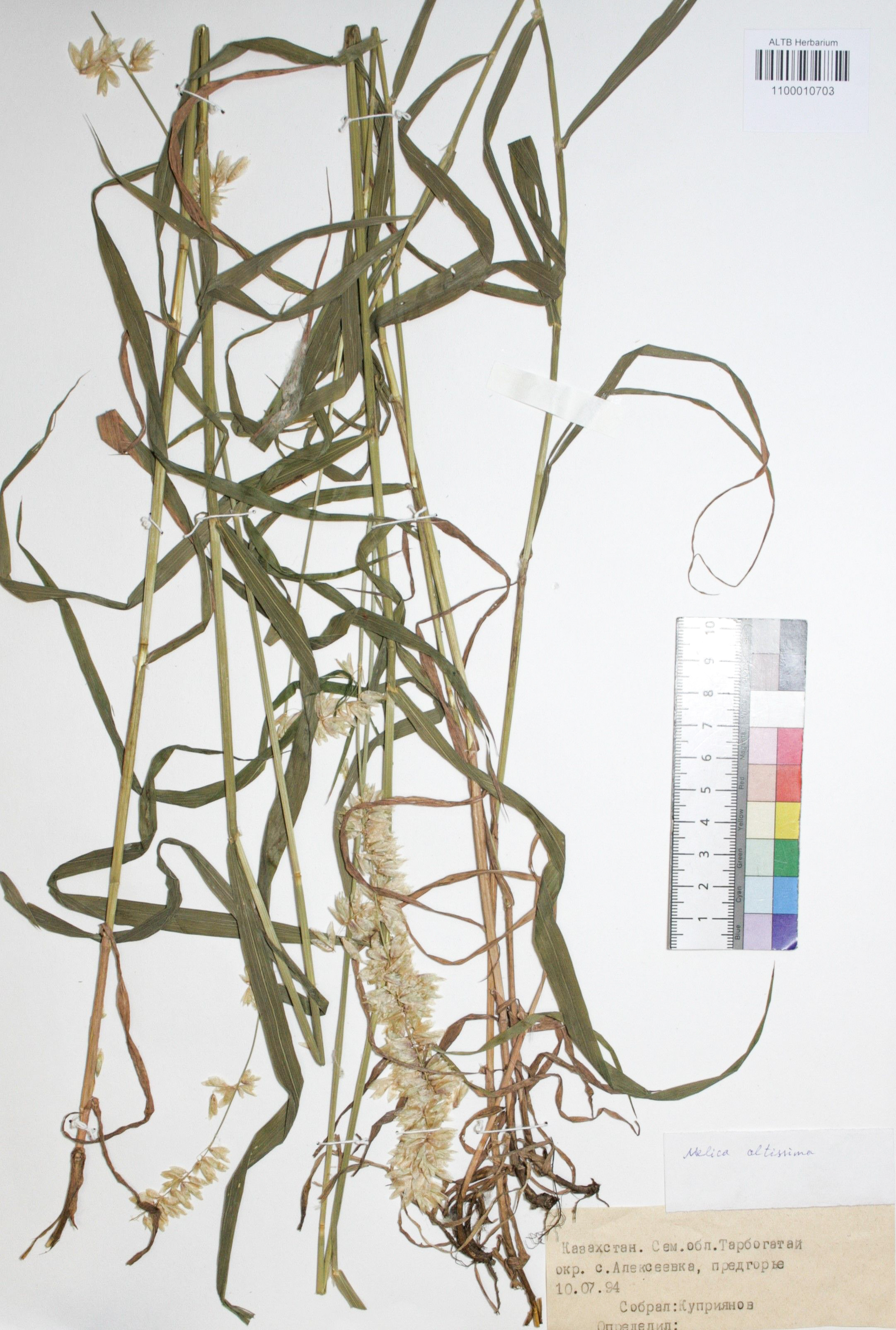 Melica altissima L.
