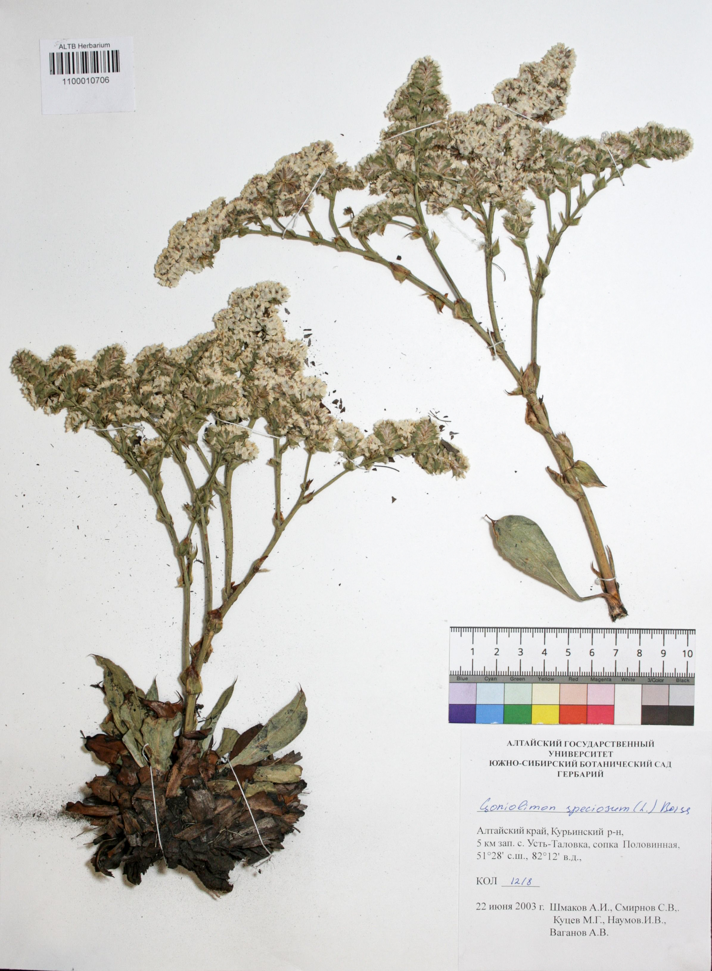 Goniolimon speciosum Boiss.