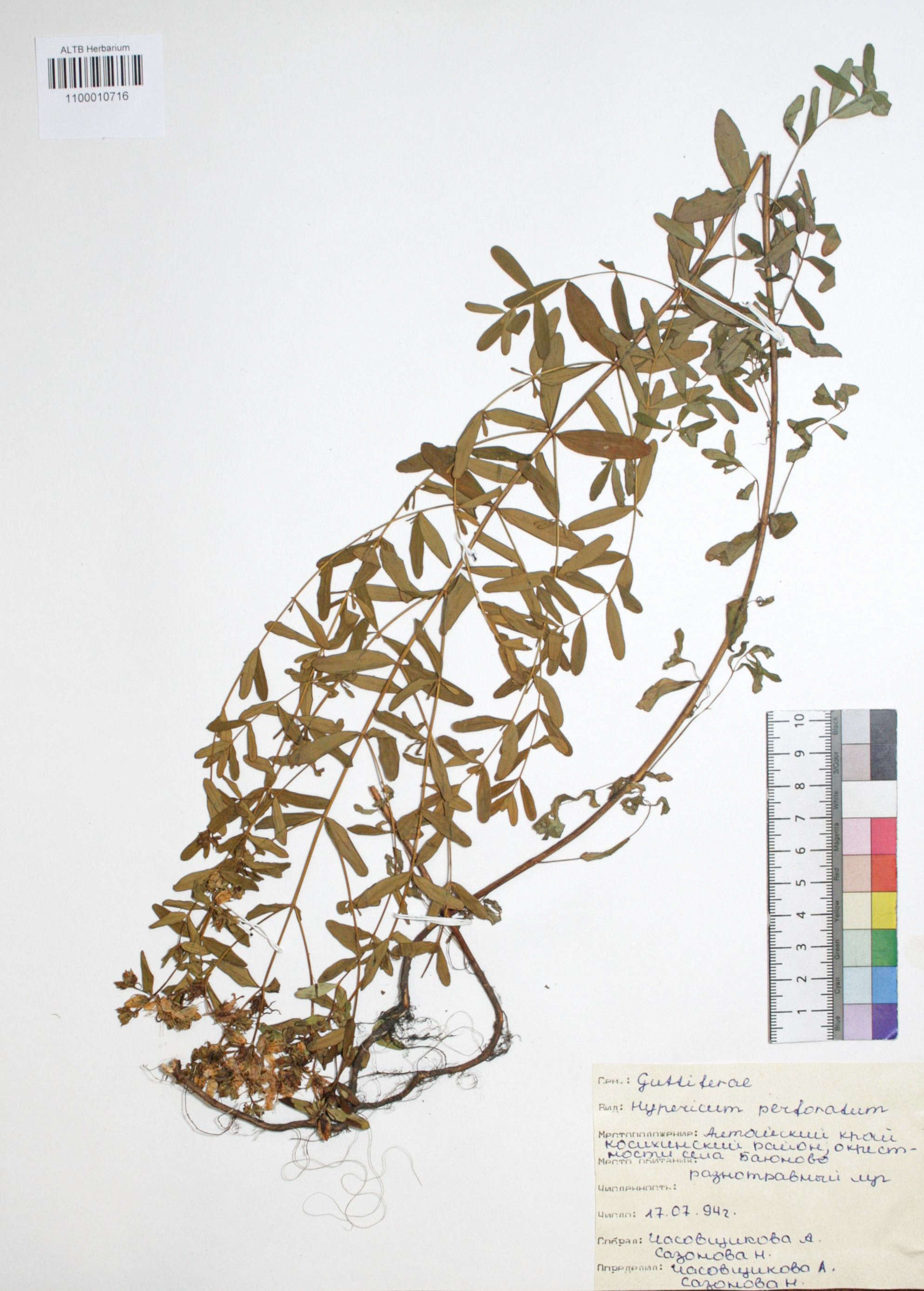 Hypericum perforatum L.