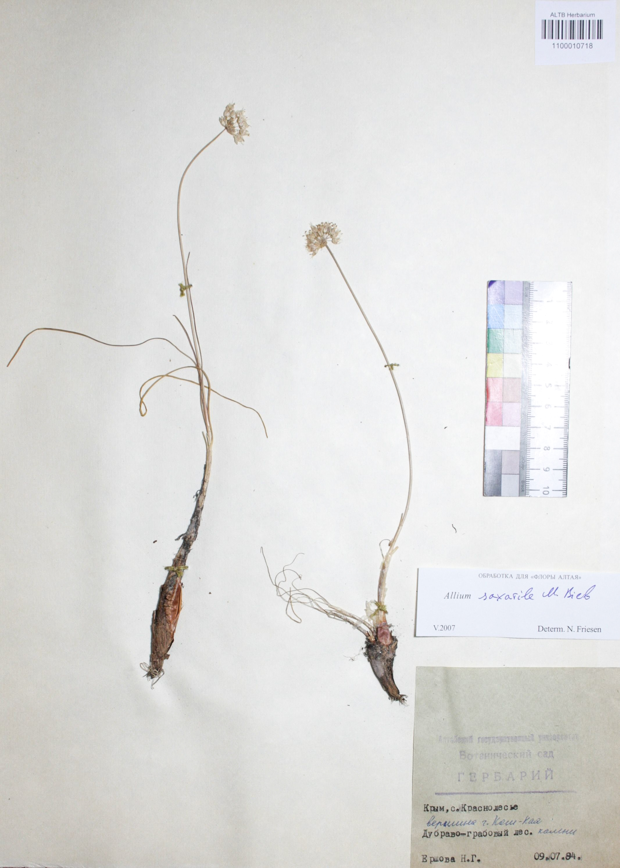 Allium saxatile M.Bieb.