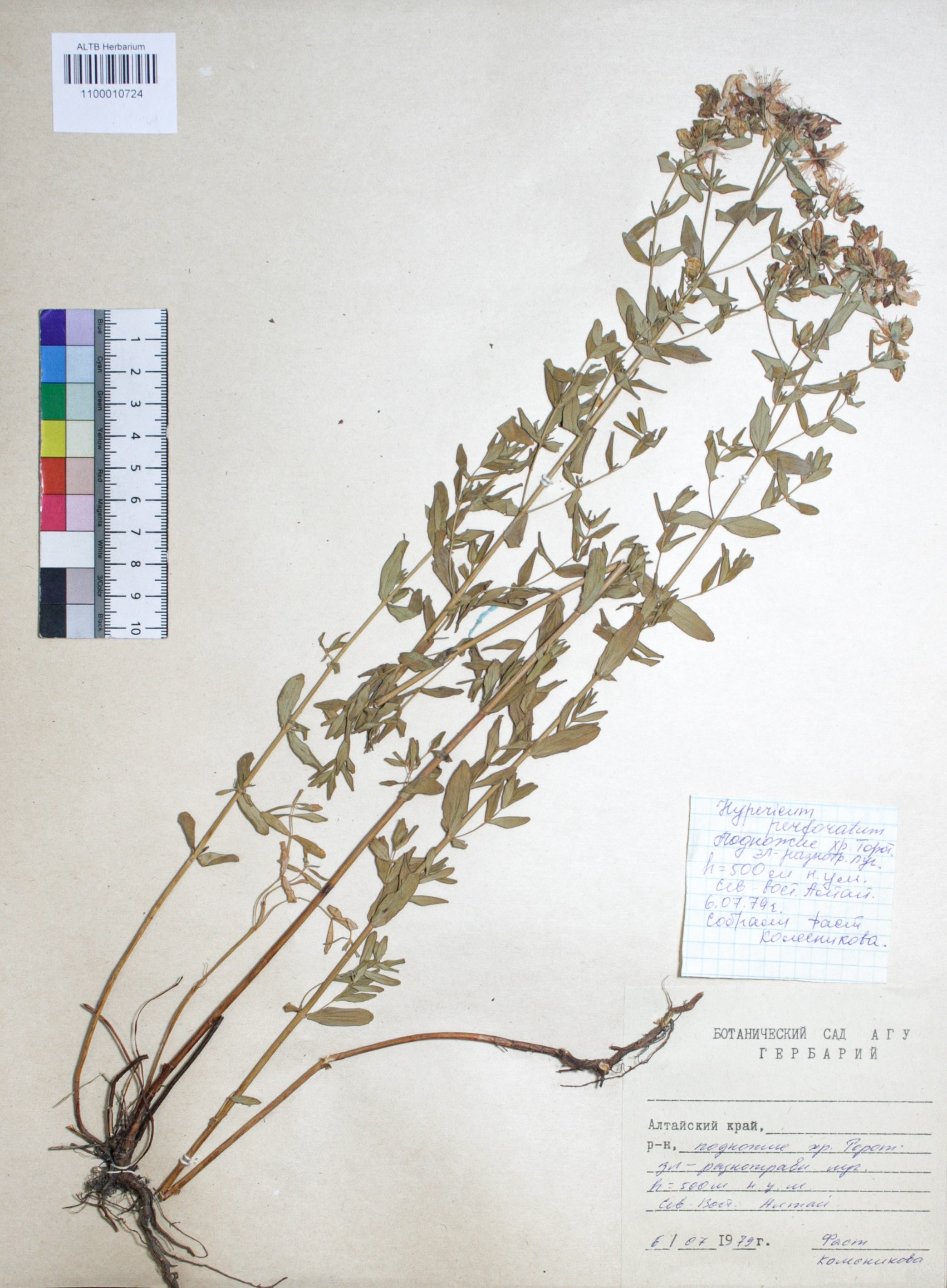 Hypericum perforatum L.
