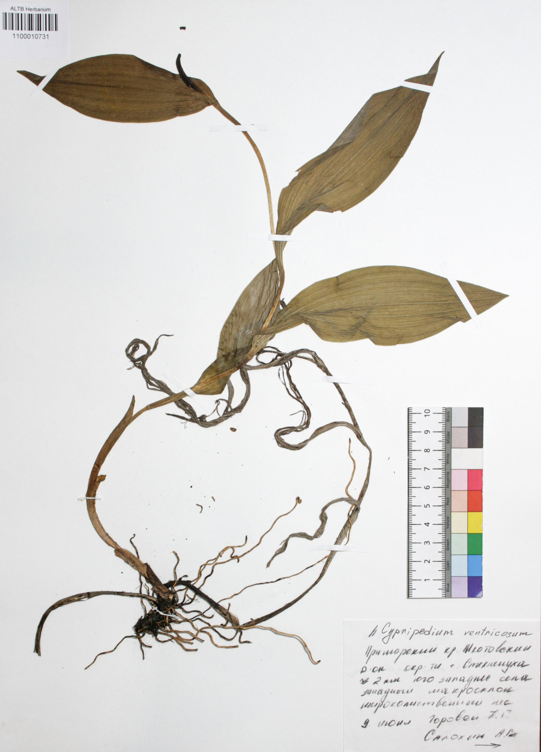 Cypripedium ventricosum Sw