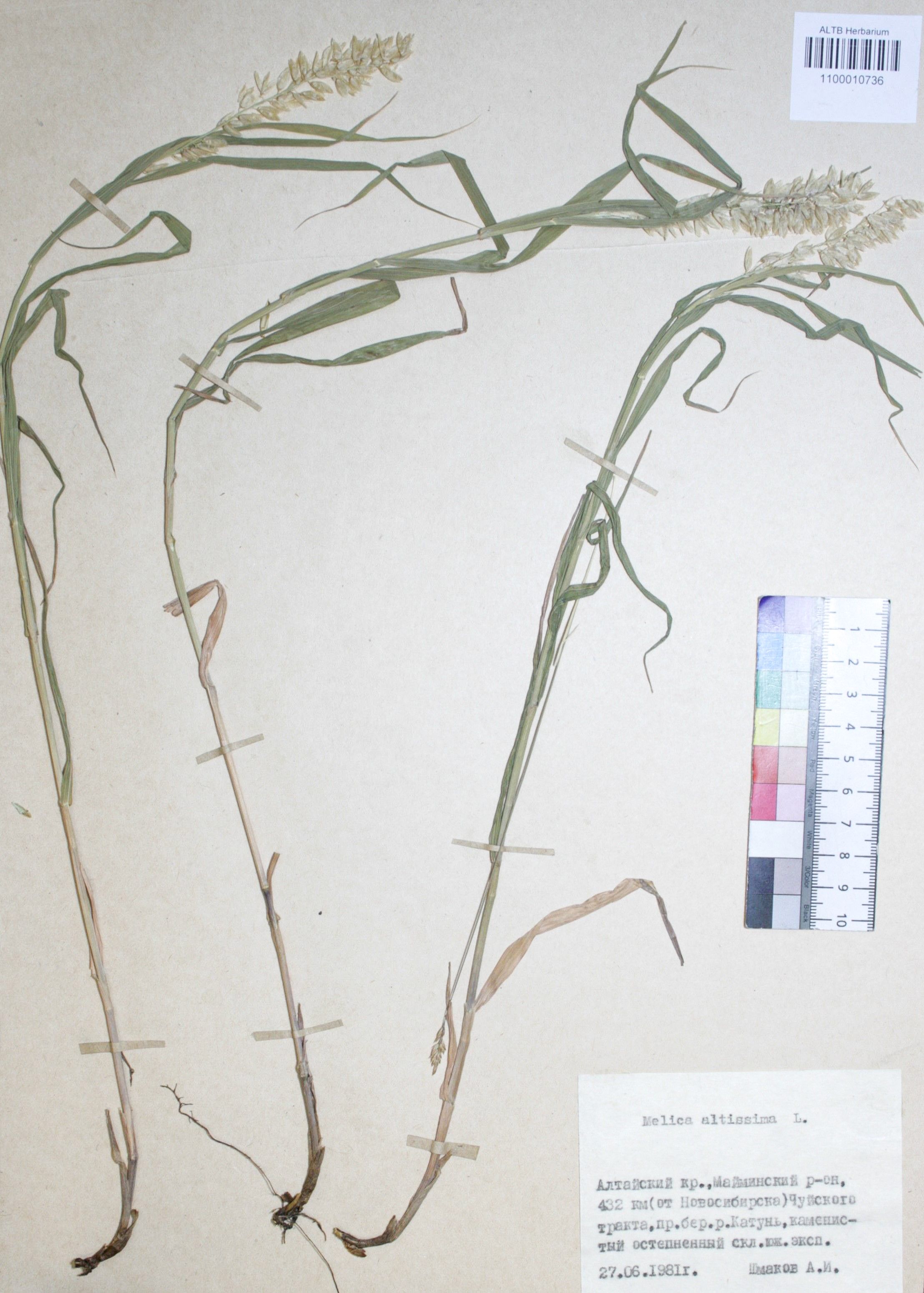 Melica altissima L.